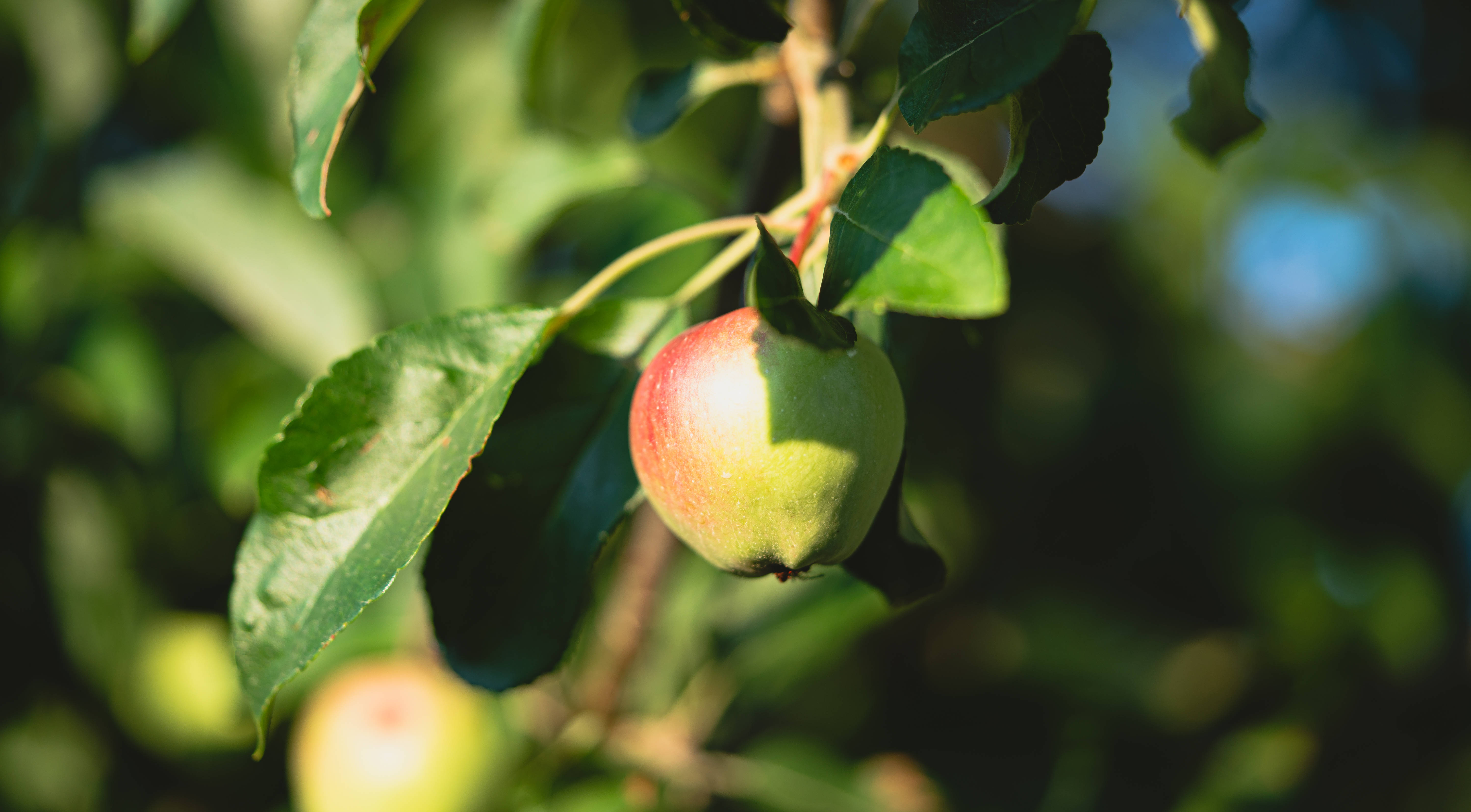 Fruits 桌布 壁紙 — 一個帶有紅暈的成熟蘋果掛在沐浴在溫暖陽光下的樹枝上，背景是柔和模糊的綠色。
