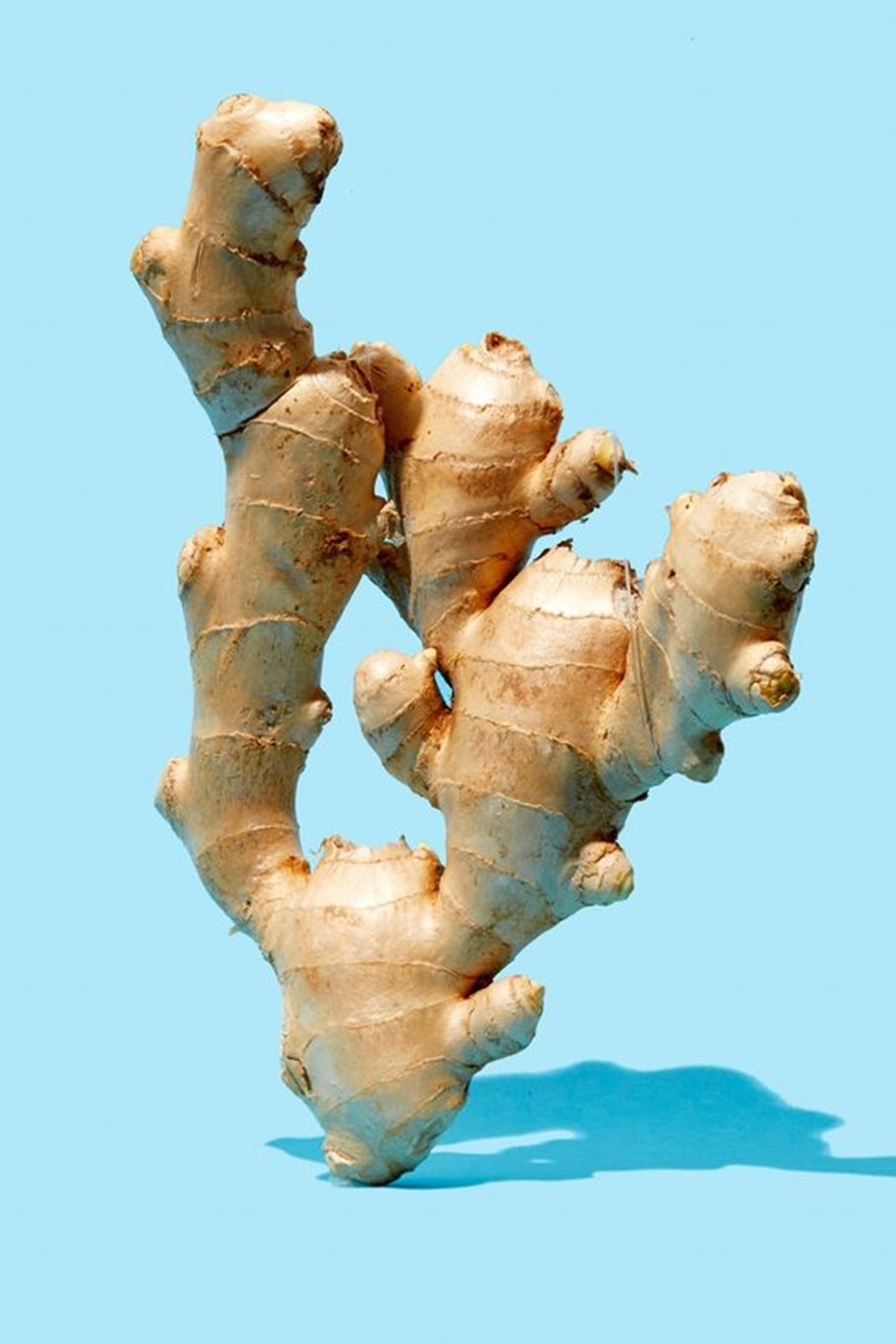 Ginger 桌布 壁紙 — 一個帶有紋理米色外皮的新鮮生薑根，孤立地立在純淺藍色背景上。