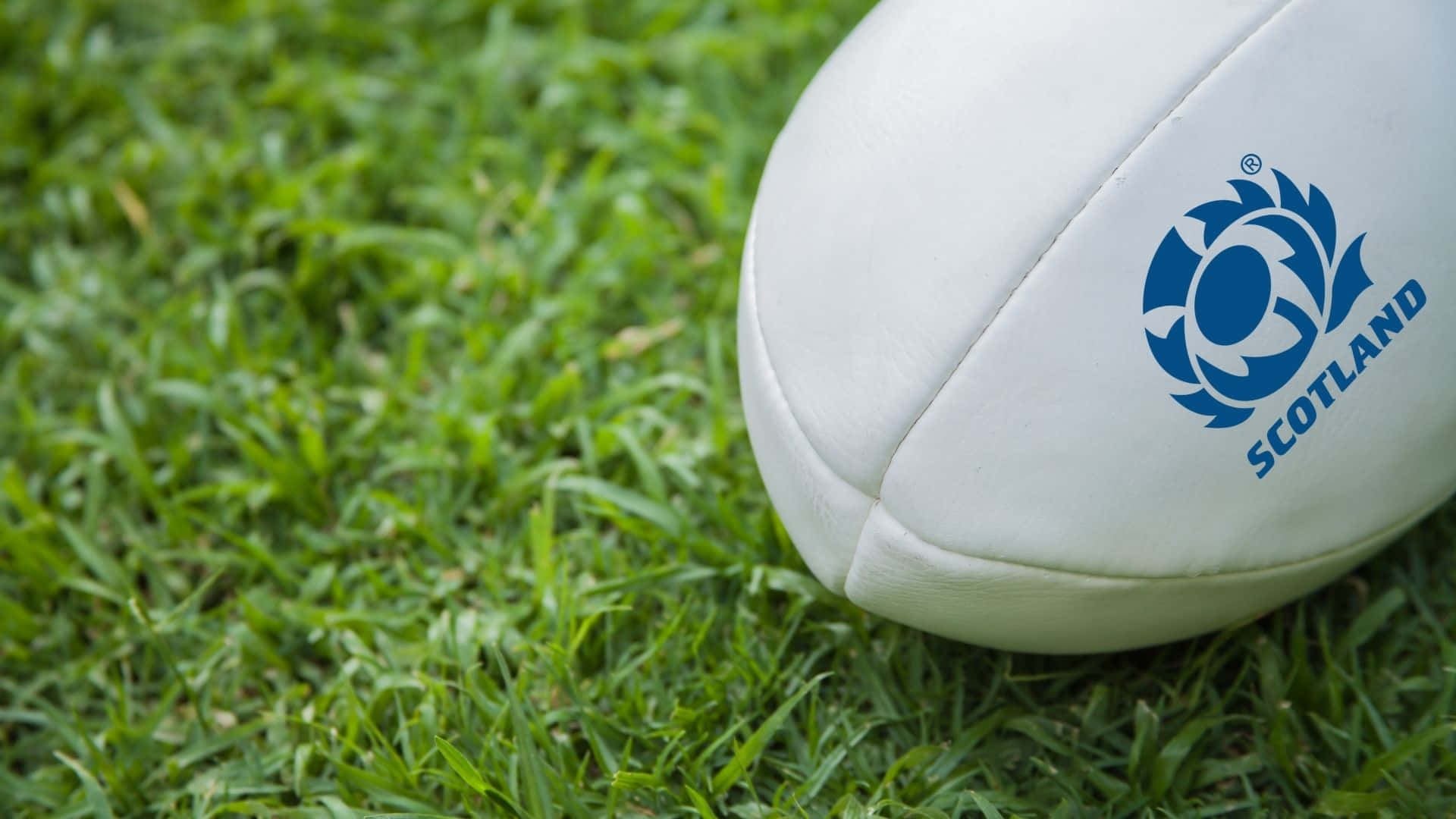 Scotland Rugby 桌布 壁紙 — 一個帶有蘇格蘭標誌的白色橄欖球，清晰地放在鮮綠色的草地上。