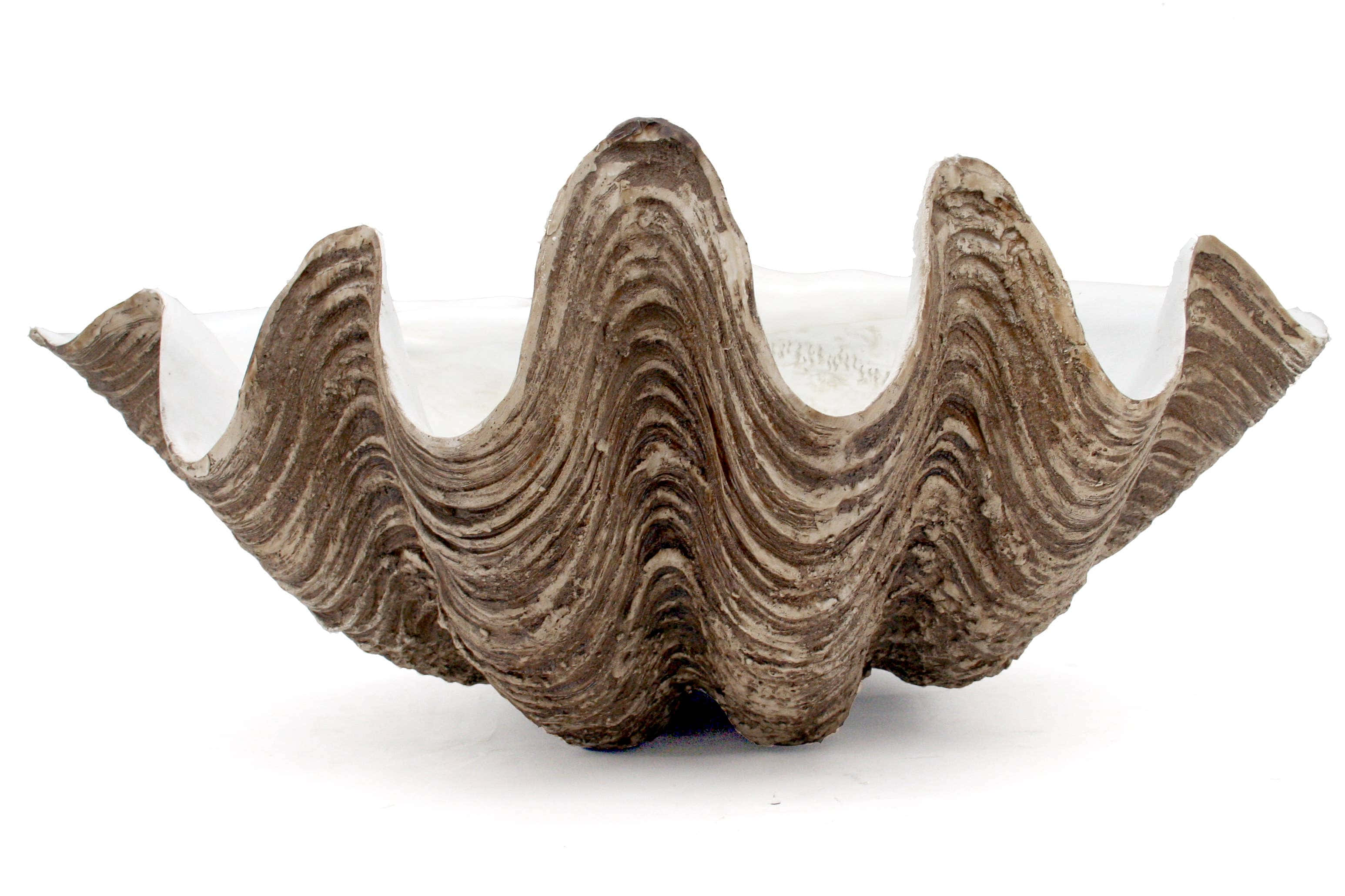 Clam Shell 桌布 壁紙 — 一個帶有複雜紋理和奶油色內部的大扇貝殼，靠在純白色背景上。