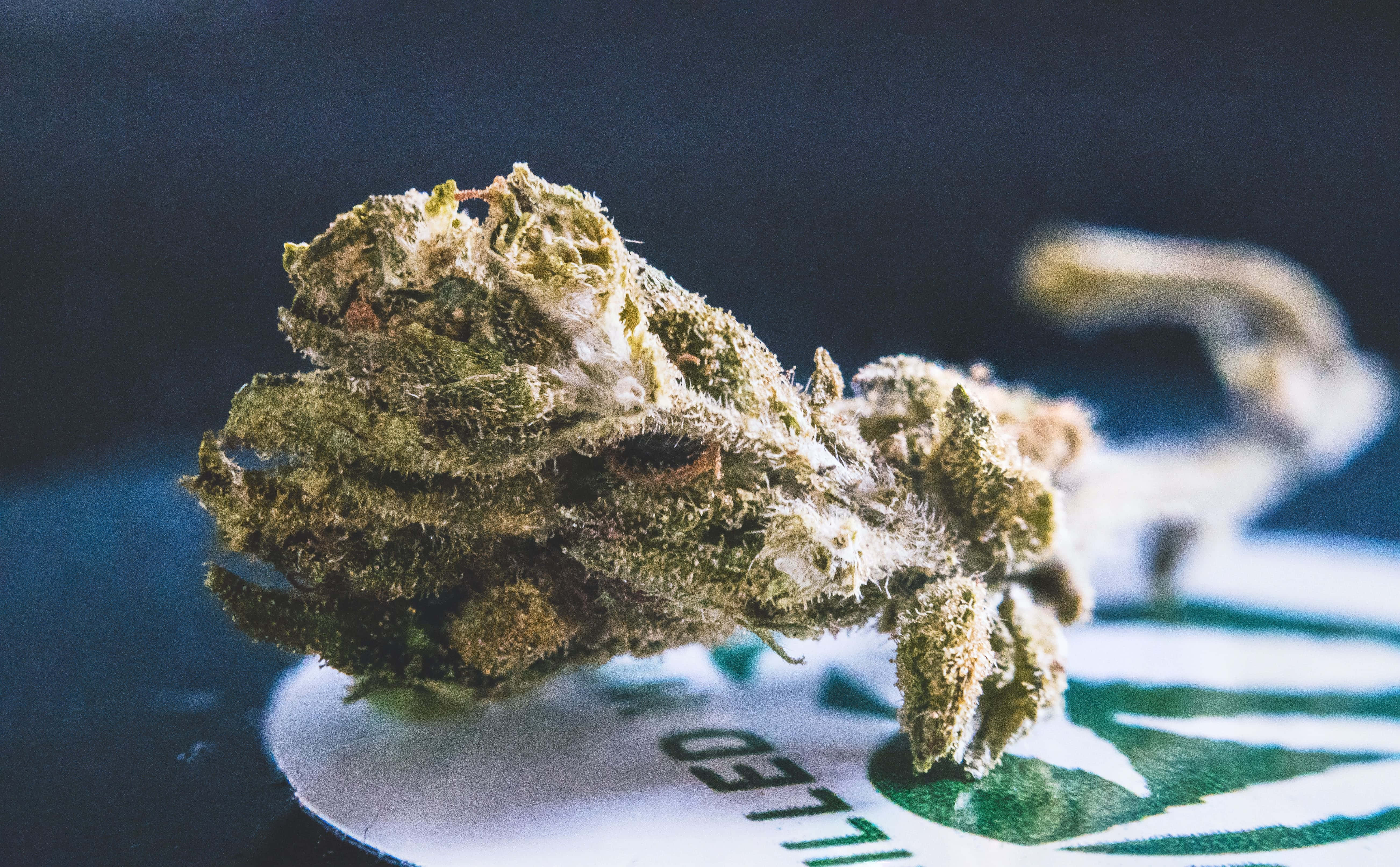 Weed Blunt 桌布 壁紙 — 一個帶有霜狀毛狀體的紋理大麻花蕾的特寫，放在有品牌的紙上。