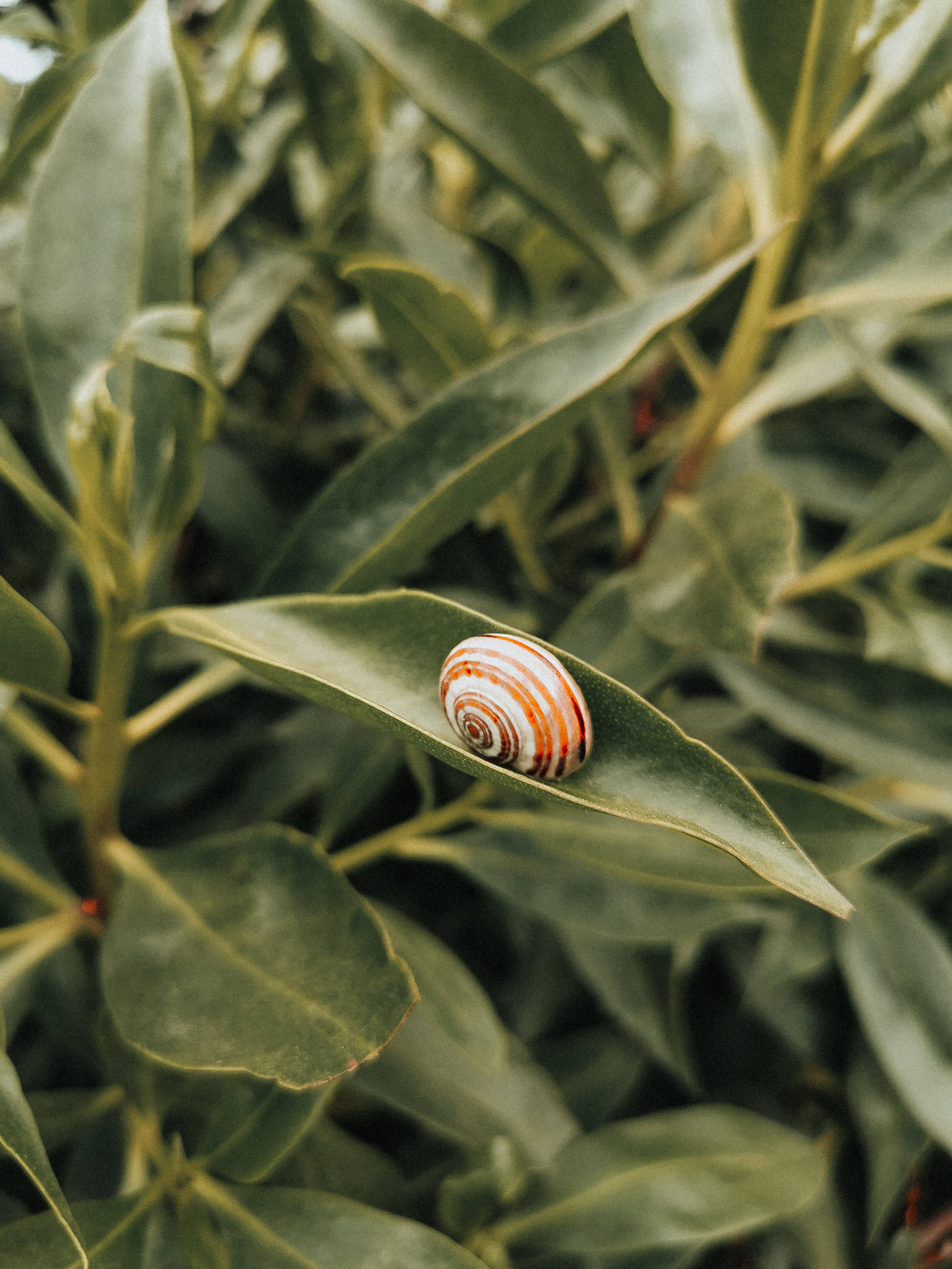 Snail 桌布 壁紙 — 一個帶條紋的蝸牛殼精緻地擱在茂密樹葉中的一片光澤綠葉上。