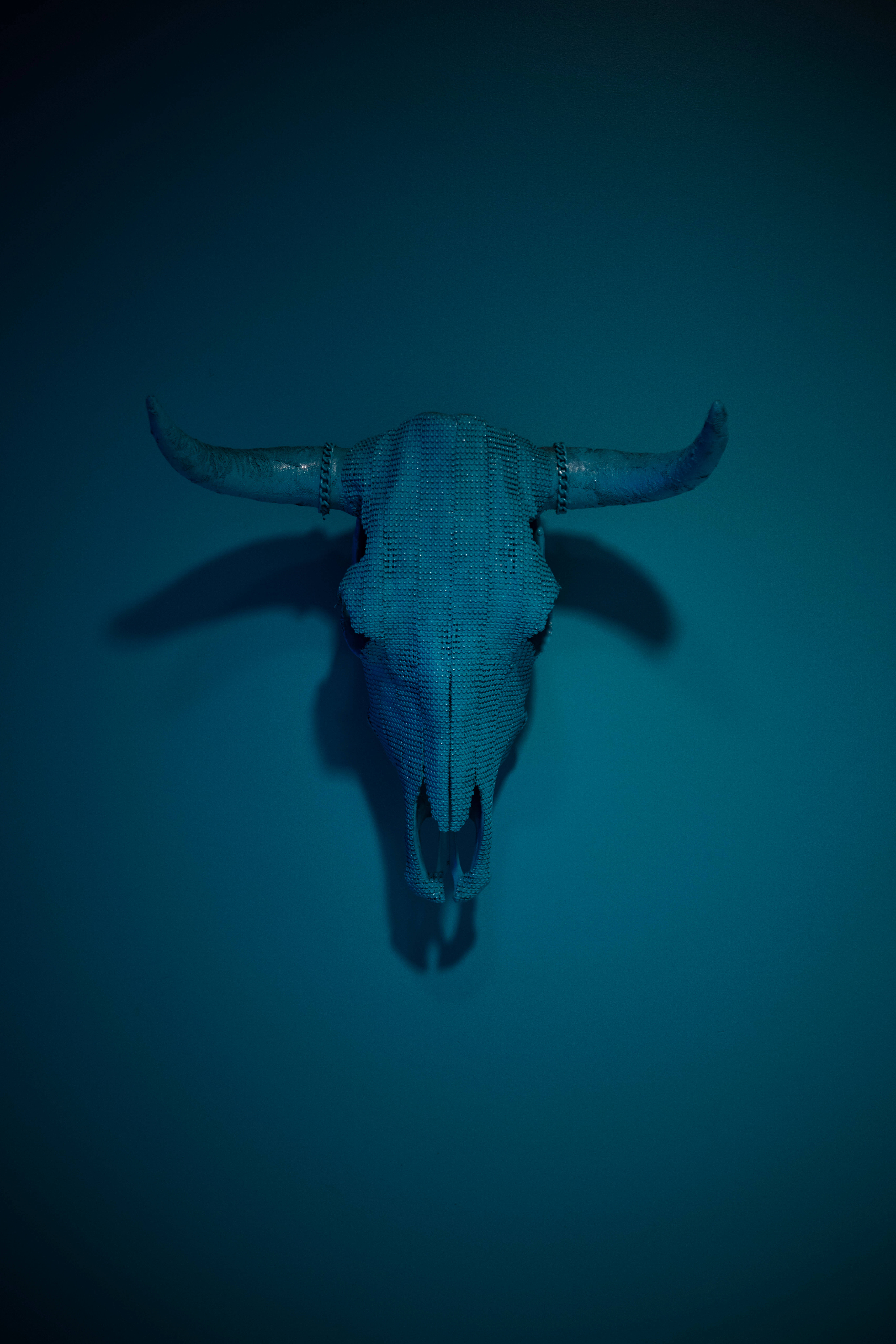 skulls 桌布 壁紙 — 一個帶紋理的藍色公牛頭骨，在戲劇性燈光下安裝在相配的藍色牆上。