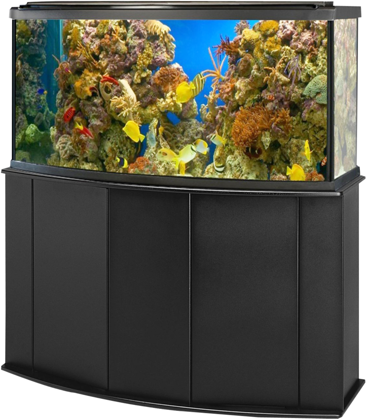 Aquarium 桌布 壁紙 — 一個帶黑色支架的大型水族箱展示色彩繽紛的珊瑚和熱帶魚在清澈的藍色水中游動。