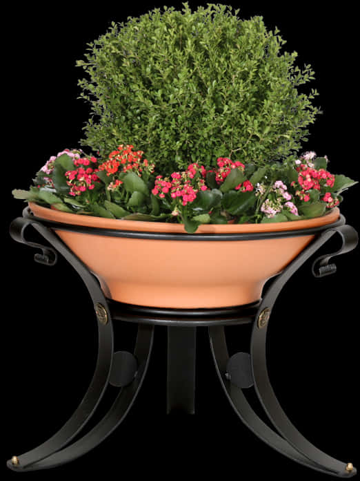 Potted Plant 桌布 壁紙 — 一個帶黑色鍛鐵支架的赤陶花盆，在黑色背景上盛放著鮮豔的粉紅色花朵和茂盛的綠色修剪植物。