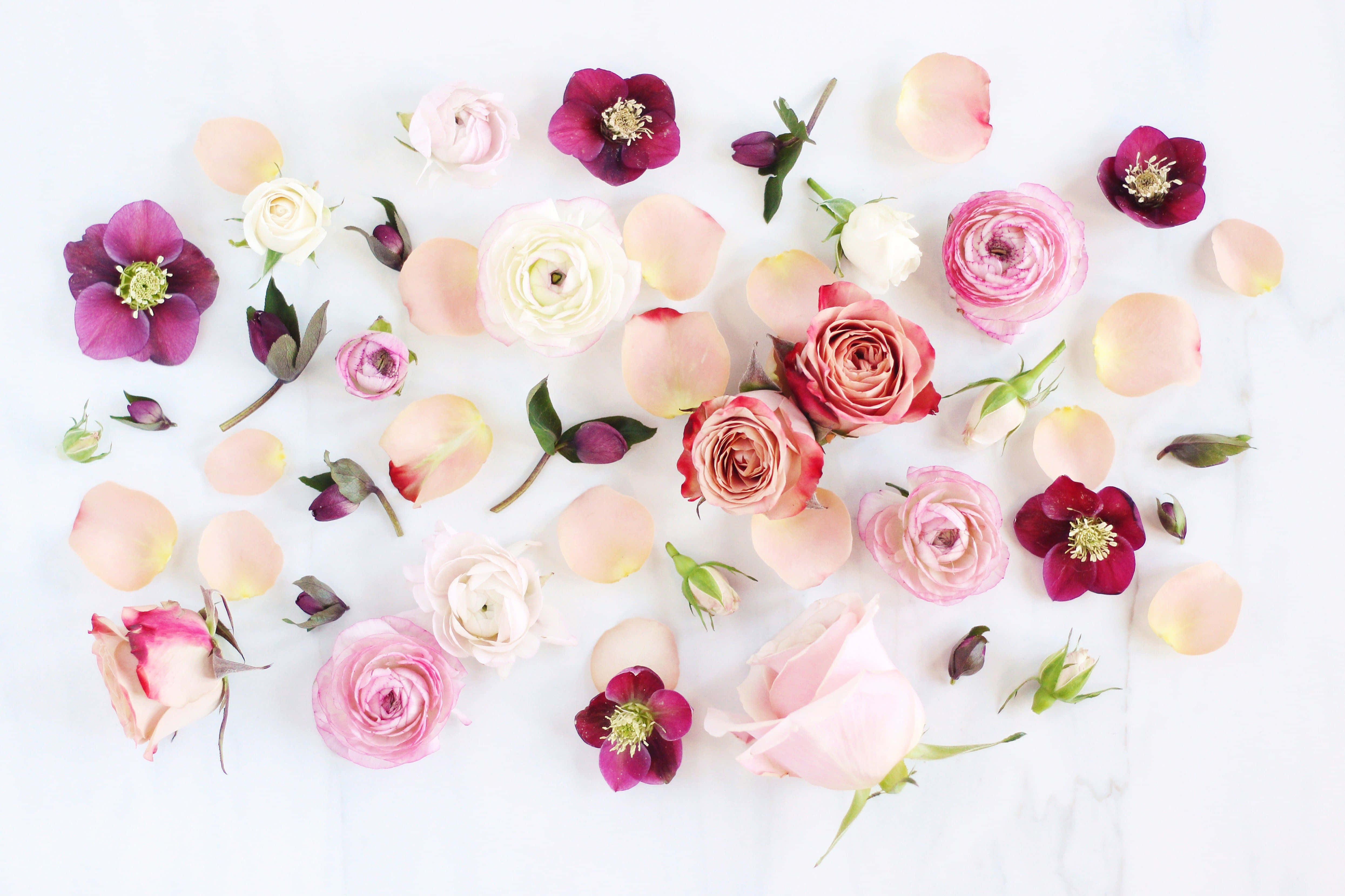 Peony 桌布 壁紙 — 一個平鋪佈置，將精緻的粉紅色、白色和深洋紅色花朵和花瓣散落在乾淨的白色大理石表面上。