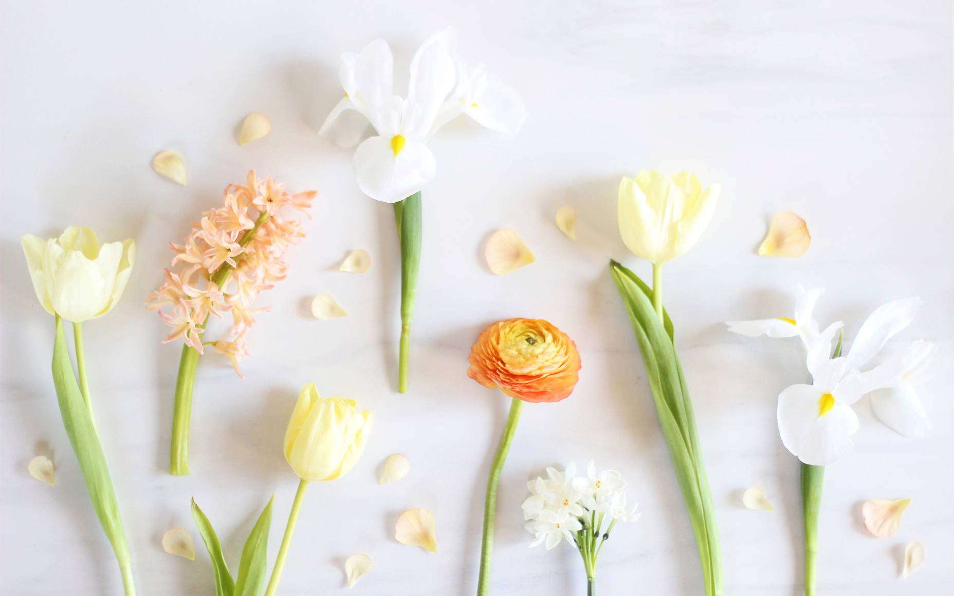 Minimalist Spring 桌布 壁紙 — 一個平鋪擺放的粉彩色花朵，包括鬱金香、鳶尾花和毛茛，排列在淺色大理石表面上，散落著花瓣。