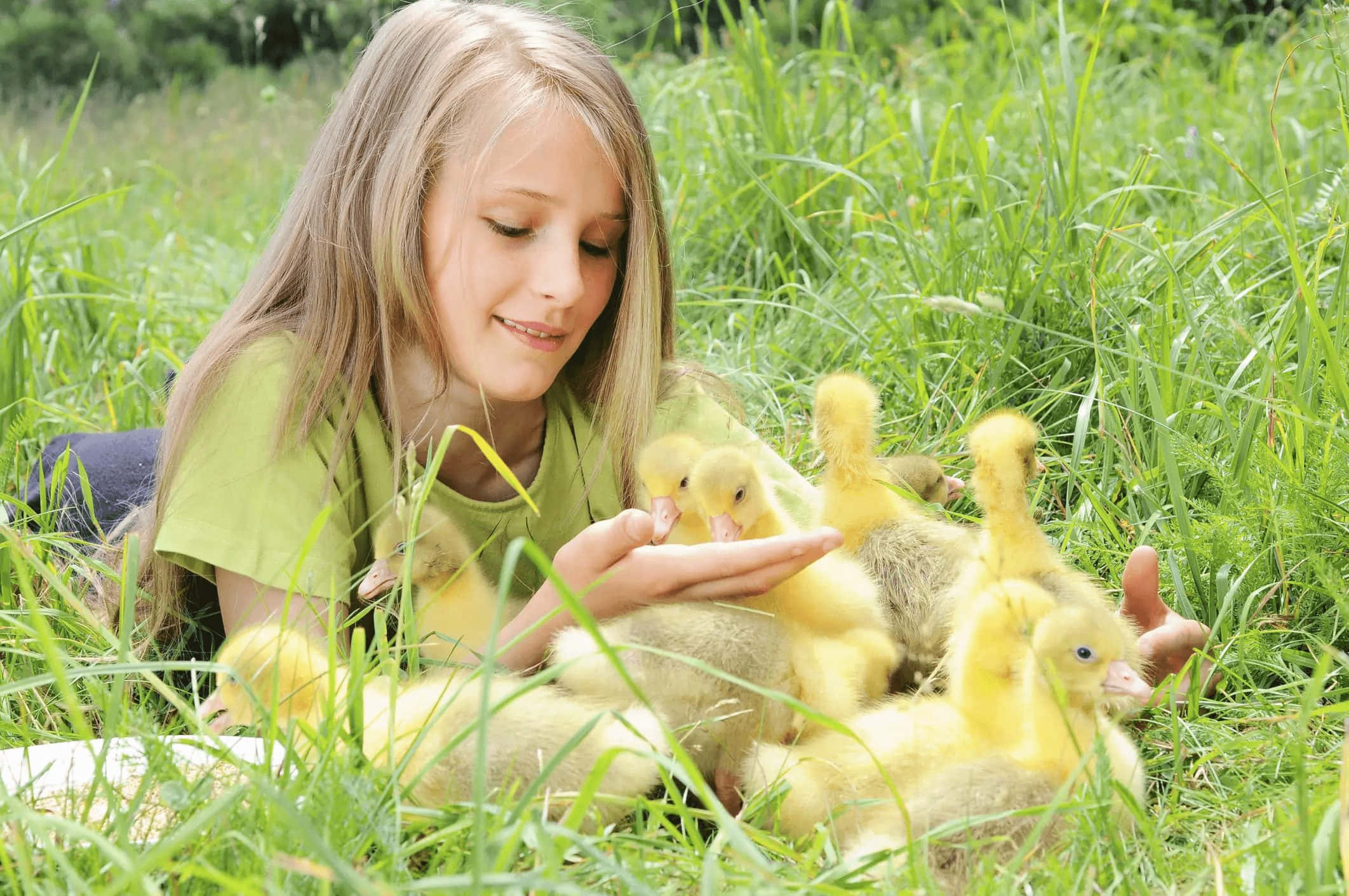 Baby Duck 桌布 壁紙 — 一個年輕女孩在陽光明媚的草地上輕輕抱著毛茸茸的黃色小鵝，溫柔地微笑。