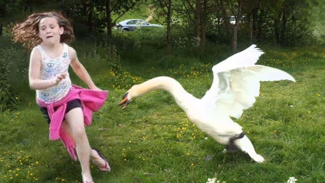 動物 桌布 壁紙 — 一個年輕女孩跑過草地，附近有一隻大白天鵝拍打翅膀。