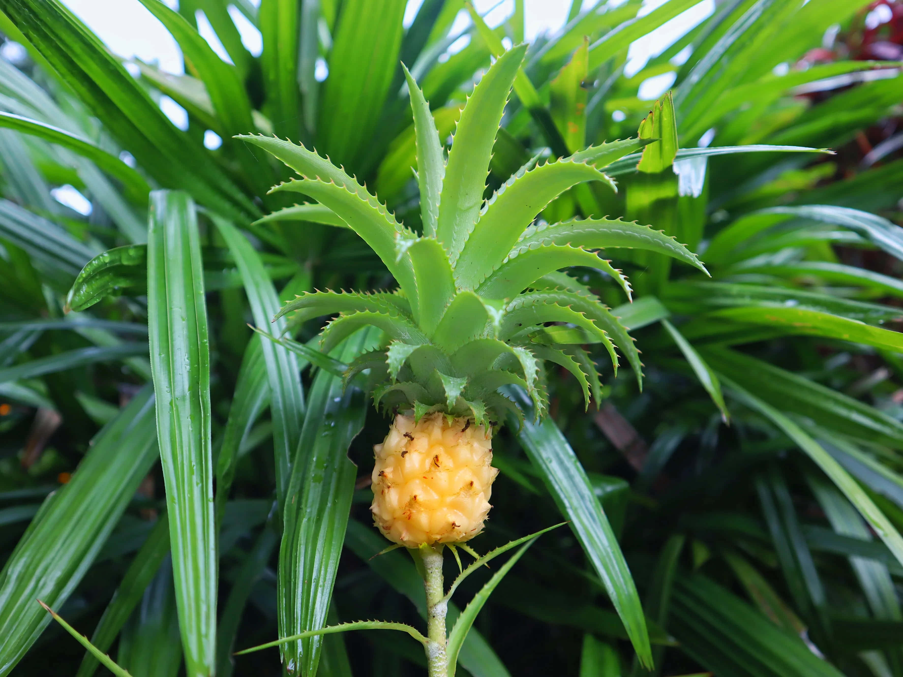 Pineapple 桌布 壁紙 — 一個年輕的鳳梨，帶有尖刺的綠色葉子和淡黃色的果實，在明亮的日光下生長在茂密的熱帶植物中。