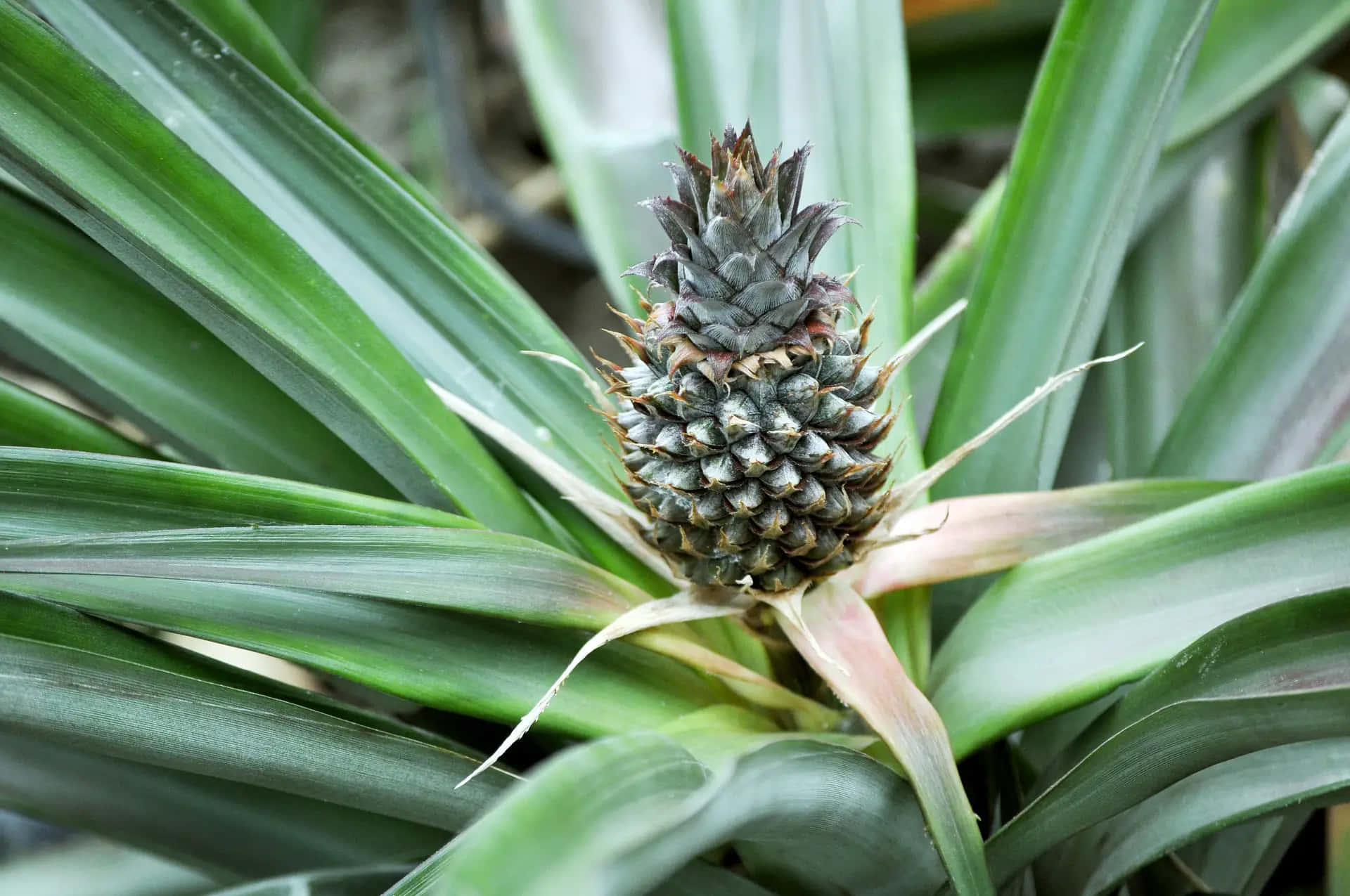 Pineapple 桌布 壁紙 — 一個年輕的鳳梨果實從充滿活力的綠色尖刺葉子中長出，在茂密的熱帶環境中。