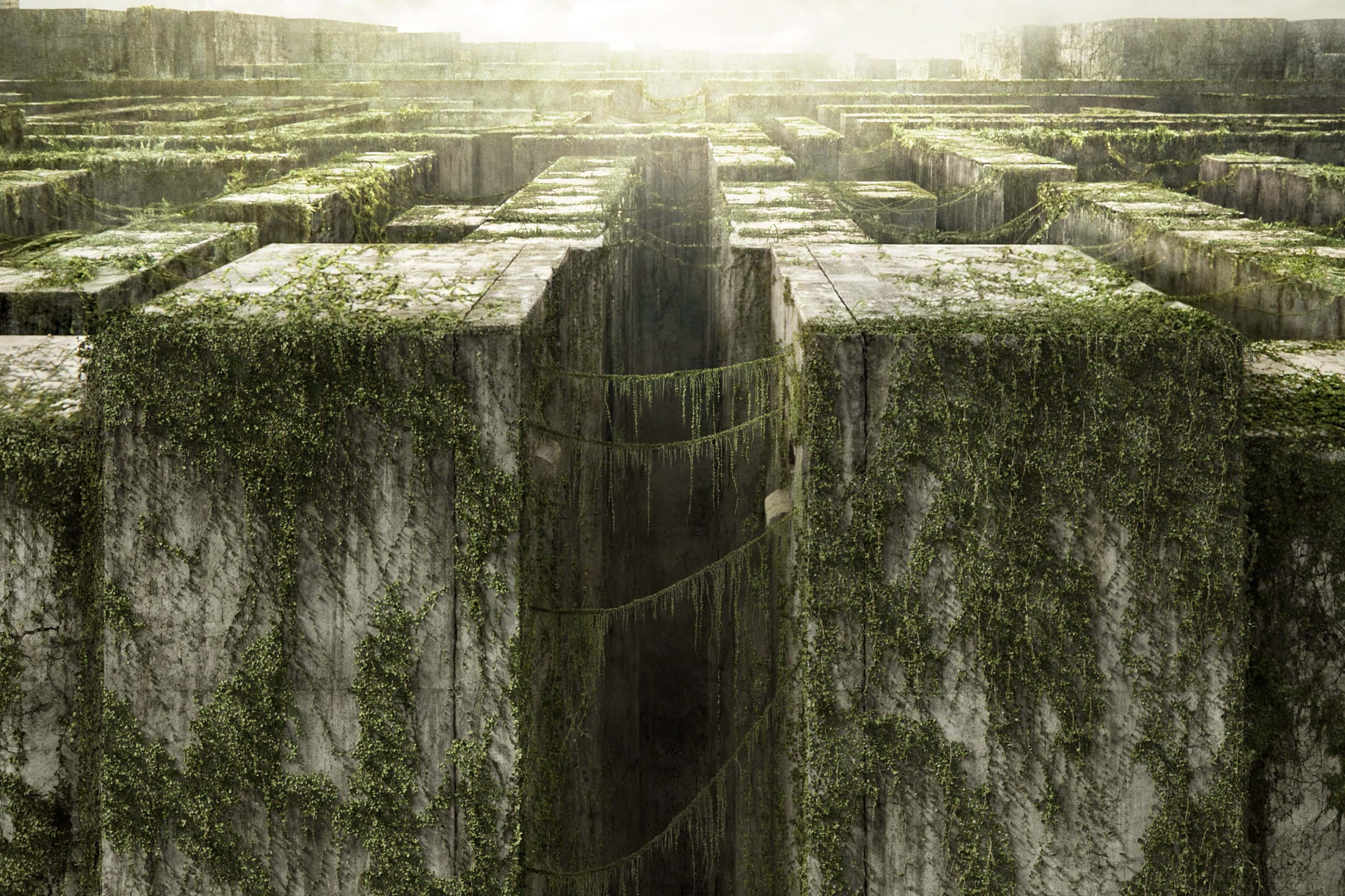 Maze Runner 桌布 壁紙 — 一個廣闊的古老石迷宮，長滿苔蘚和藤蔓，在朦朧的陽光天空下。