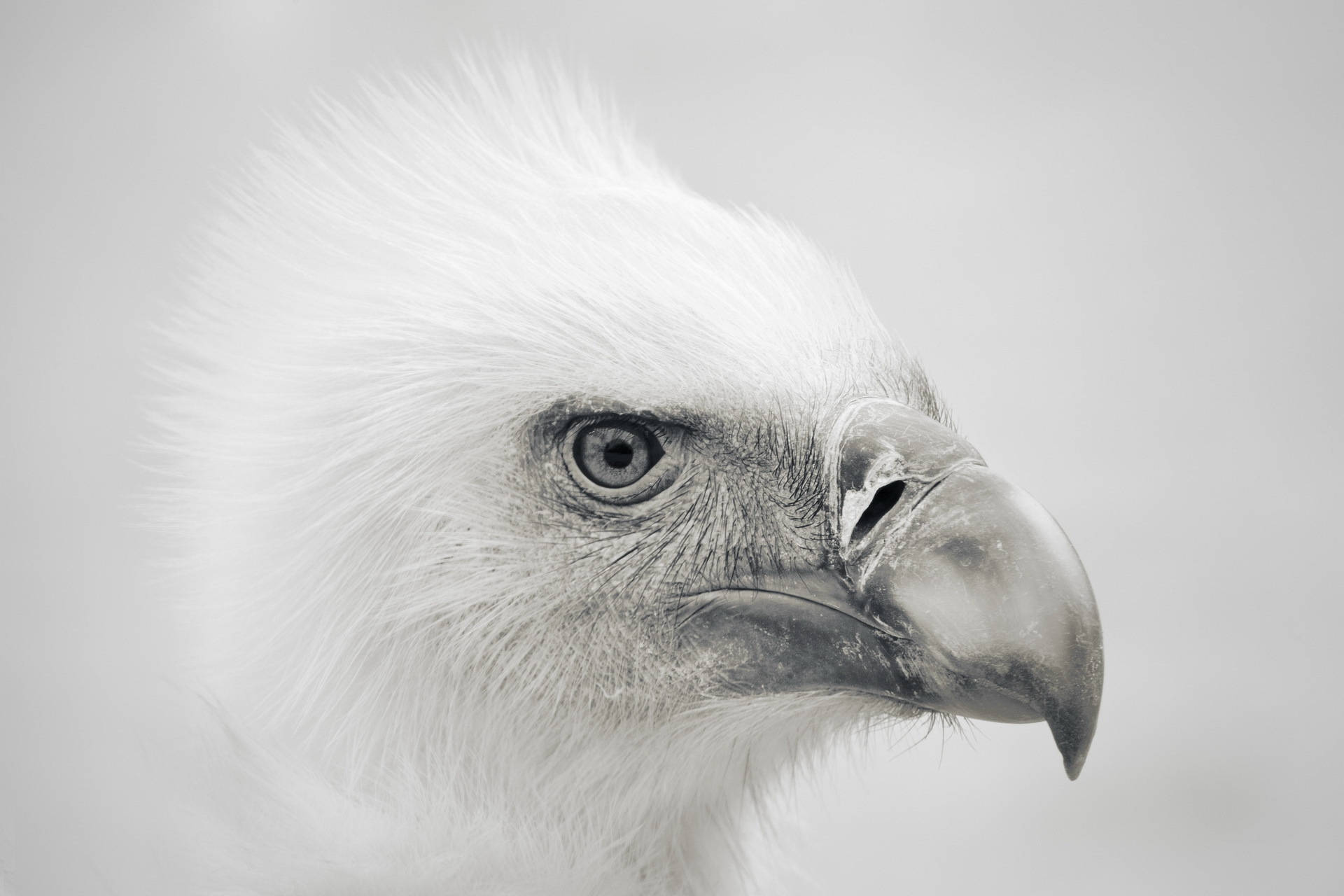 Eagles 桌布 壁紙 — 一個引人注目的單色特寫，捕捉了白頭禿鷲銳利的目光和尖銳的喙，背景是柔和的灰色。
