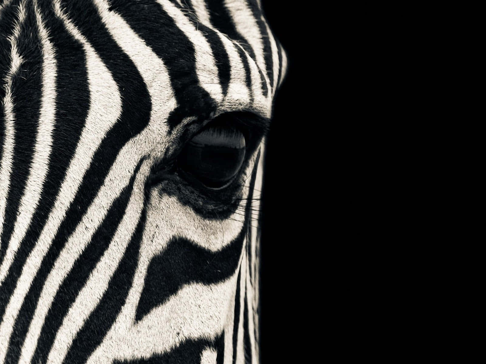 Zebra 桌布 壁紙 — 一個引人注目的斑馬眼睛特寫，以純黑色背景襯托出大膽的黑白條紋。