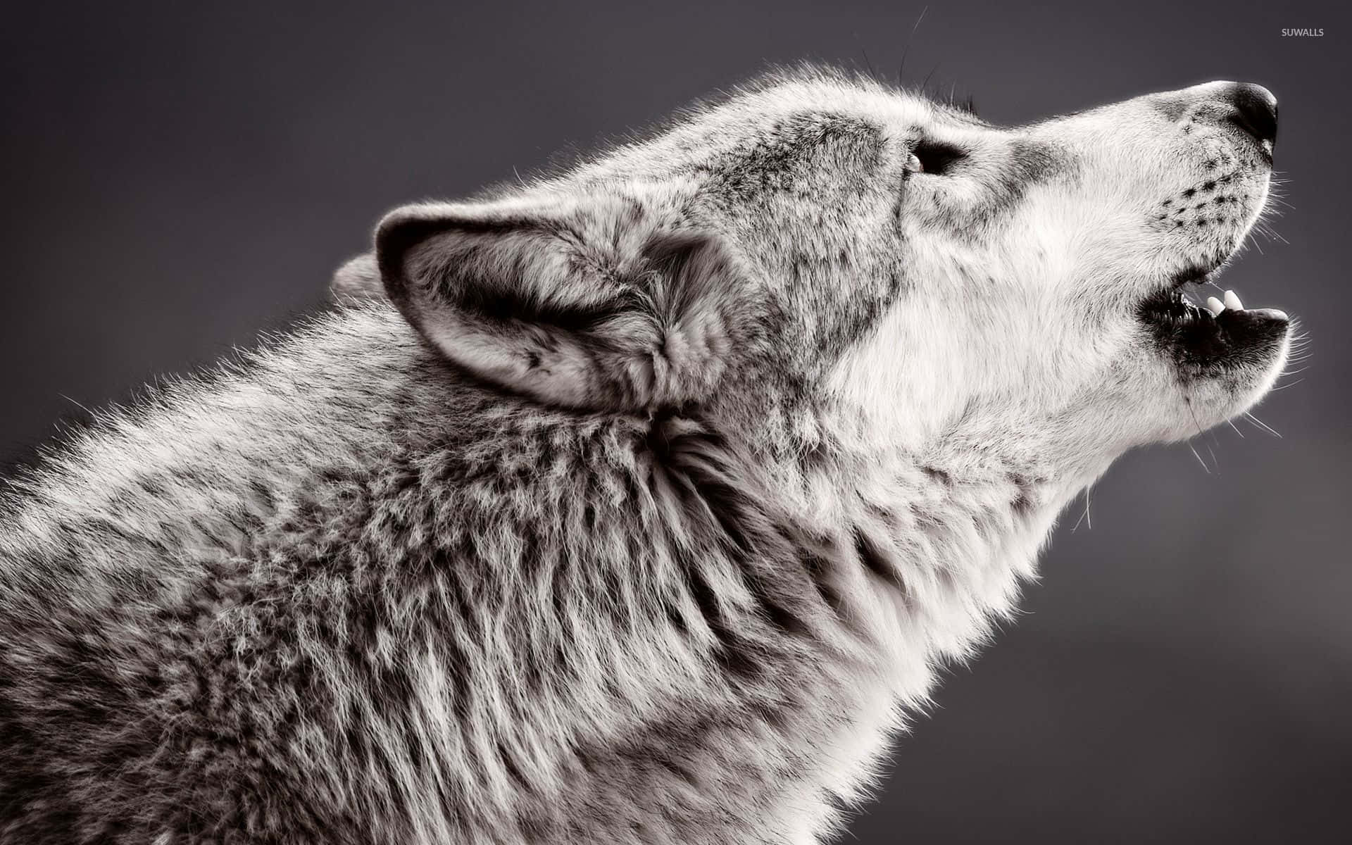 Howling Wolf 桌布 壁紙 — 一個引人注目的黑白特寫，一隻狼在深色漸變背景前專注地嚎叫。