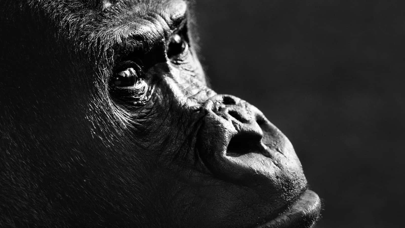 Ape 桌布 壁紙 — 一個引人注目的黑白特寫，大猩猩飽經風霜的臉部側面，眼睛在黑暗模糊的背景前若有所思地凝視。