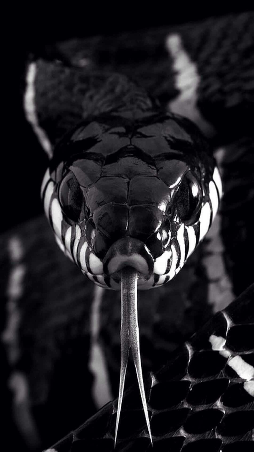 Scary Snake 桌布 壁紙 — 一個引人注目的黑白特寫，蛇頭伸出分叉的舌頭，背景黑暗。