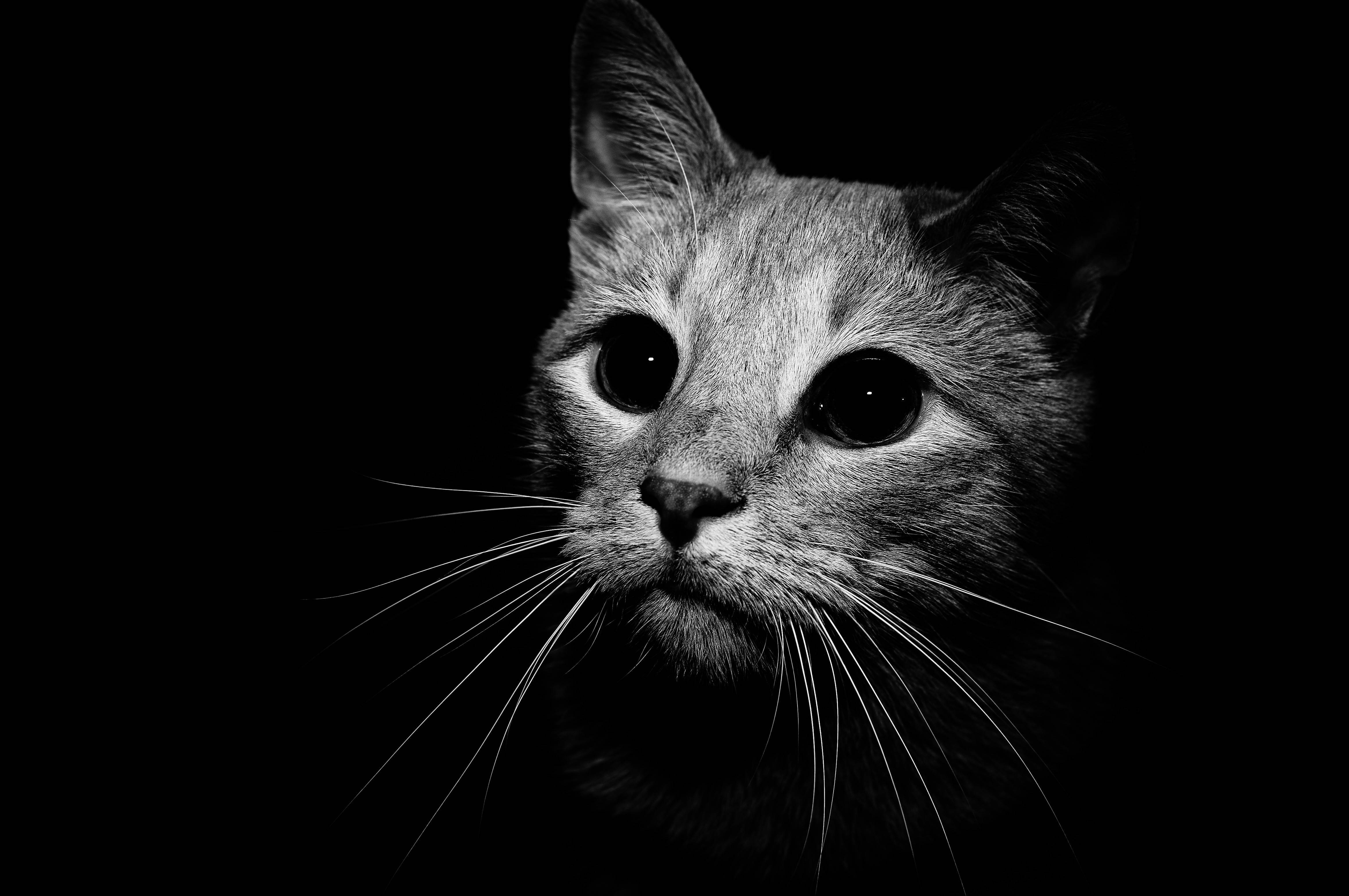 Cute Cat 桌布 壁紙 — 一個引人注目的黑白特寫，貓的臉在漆黑背景中照亮。
