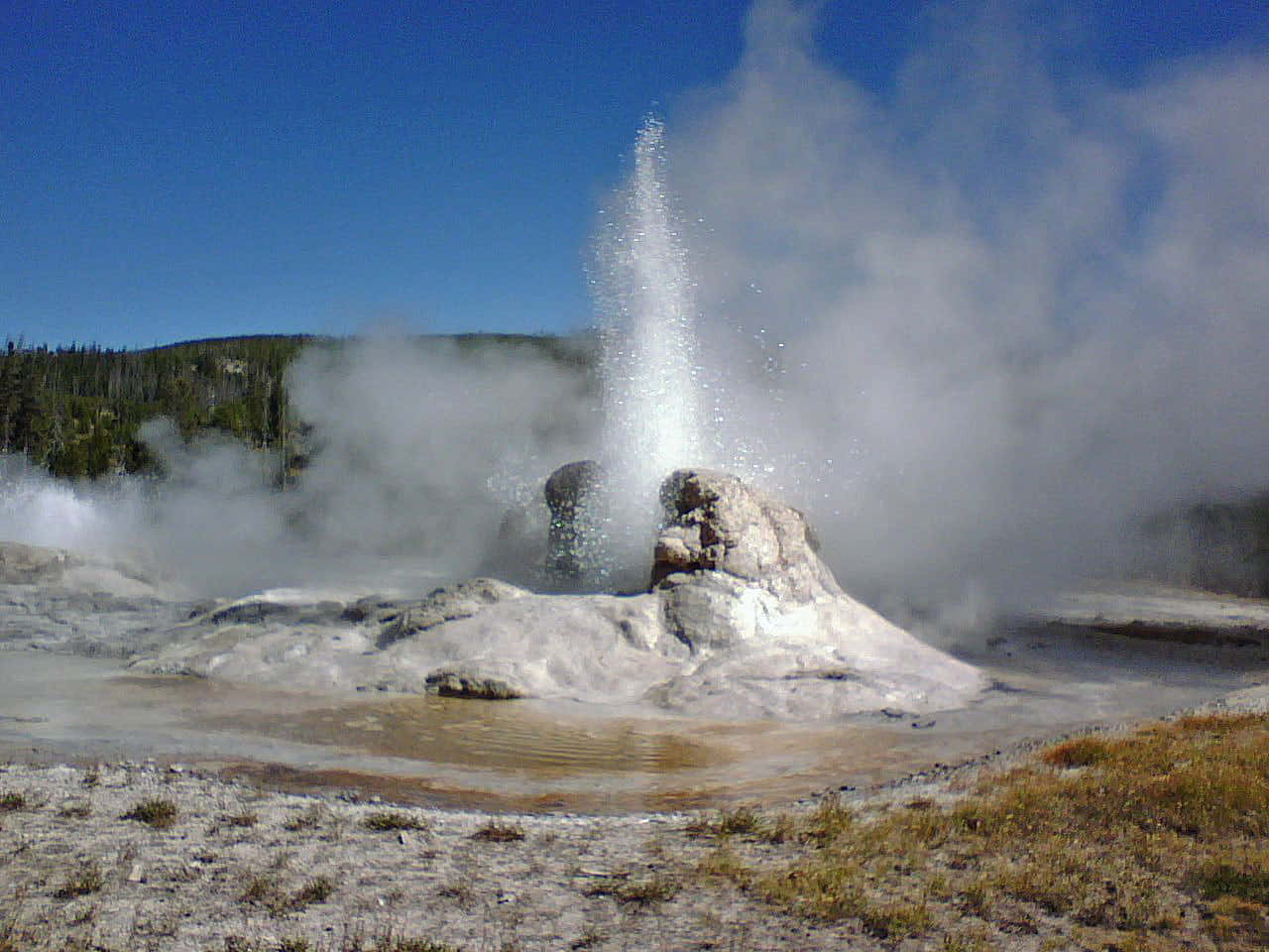 Yellowstone Geysers 桌布 壁紙 — 一個強大的間歇泉噴出高高的蒸氣和水柱，映襯著晴朗的藍天，周圍是森林覆蓋的山丘。
