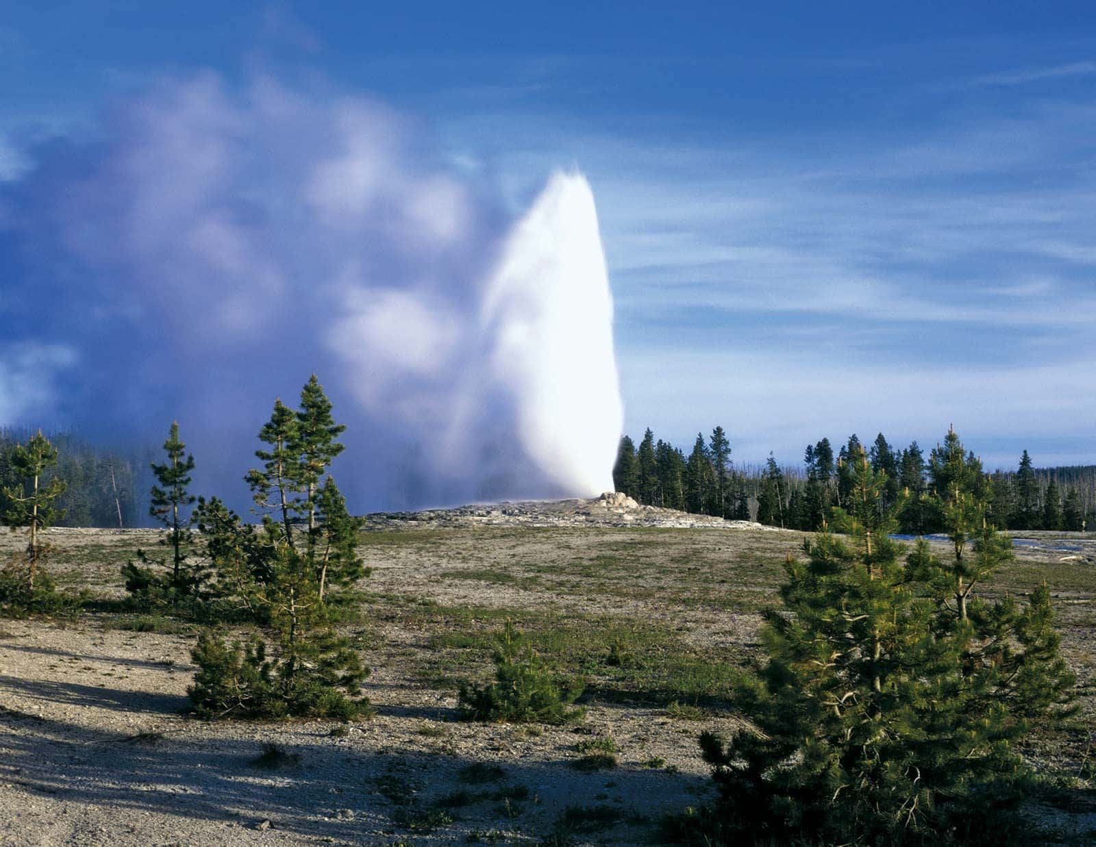 Yellowstone 桌布 壁紙 — 一個強大的間歇泉噴發，噴出高聳的蒸氣柱，映襯著清澈的藍天，周圍環繞著松樹和開闊的土地。