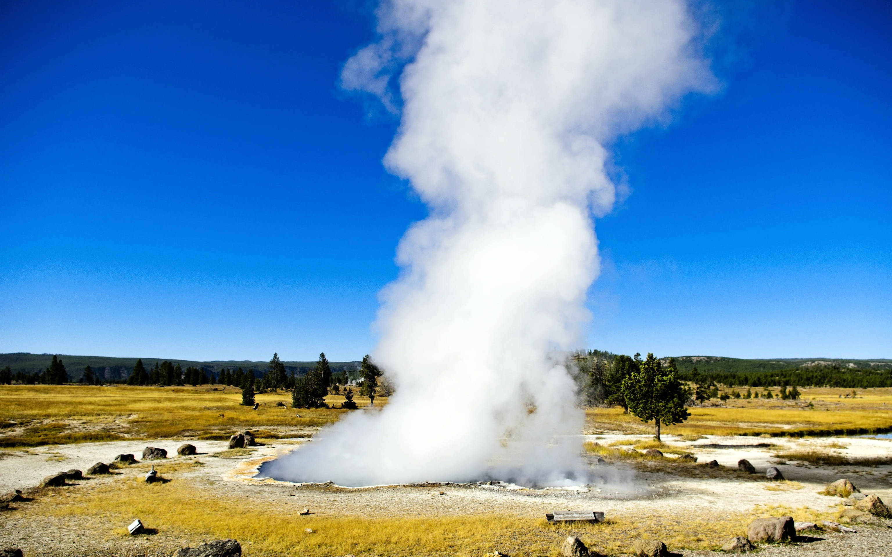 Yellowstone 桌布 壁紙 — 一個強大的間歇泉在金色草地上噴發，噴出的蒸氣柱高聳入雲，映襯著清澈的藍天。