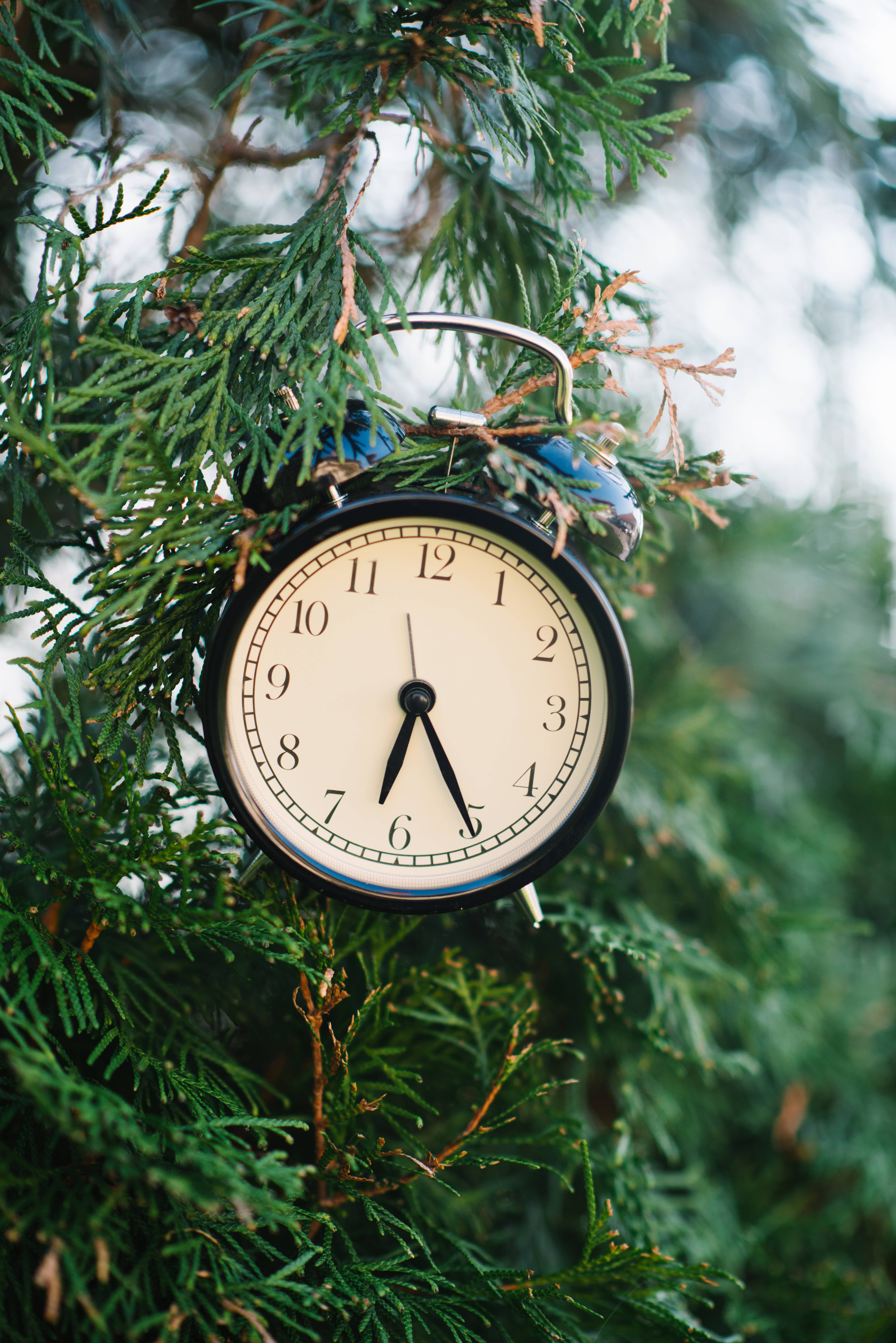 Time 桌布 壁紙 — 一個復古黑色鬧鐘掛在常青樹枝上，指針指向七點零七分。