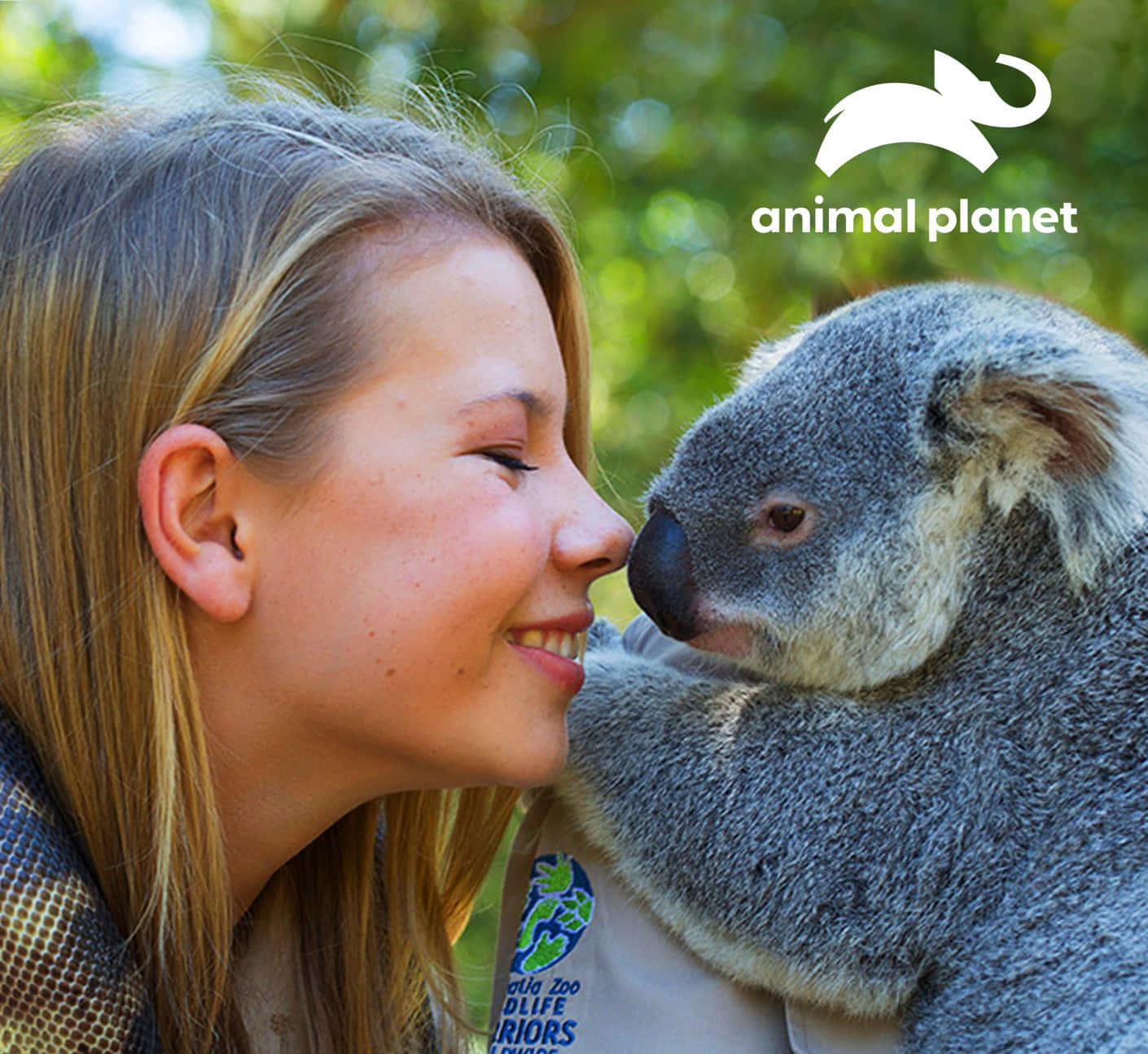 動物星球 桌布 壁紙 — 一個微笑的女孩在陽光明媚的森林中輕輕地用鼻子蹭一隻毛茸茸的無尾熊。