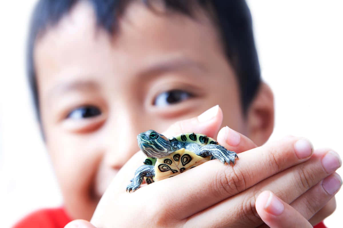 寵物動圖 桌布 壁紙 — 一個微笑的孩子在明亮的白色背景上，輕輕地用手托著一隻小彩繪龜。