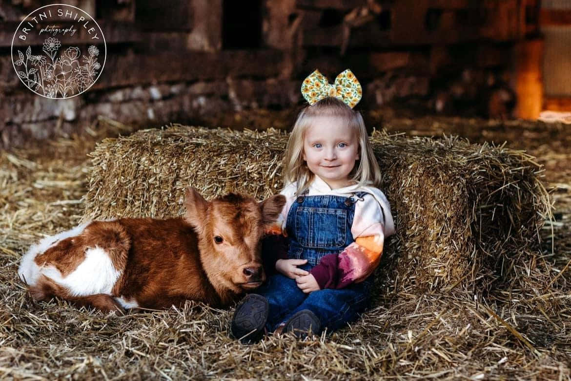 Cute Cow 桌布 壁紙 — 一個微笑的小女孩穿著牛仔工裝褲，坐在一個乾草捆上，旁邊是一頭棕白相間的小牛，在一個質樸的穀倉裡。