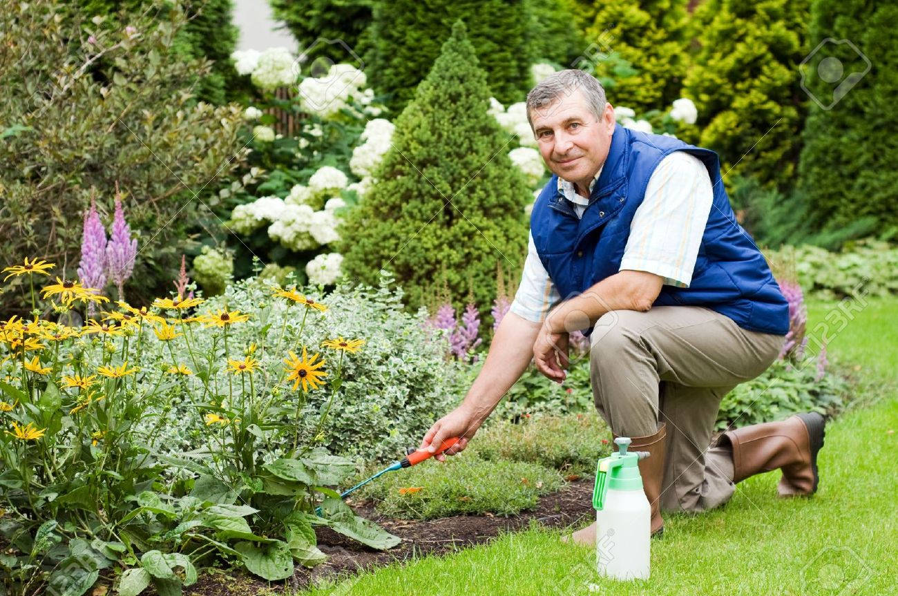 Gardening 桌布 壁紙 — 一個微笑的男人跪在茂盛的花園裡，用噴壺噴灑鮮豔的黃色花朵。