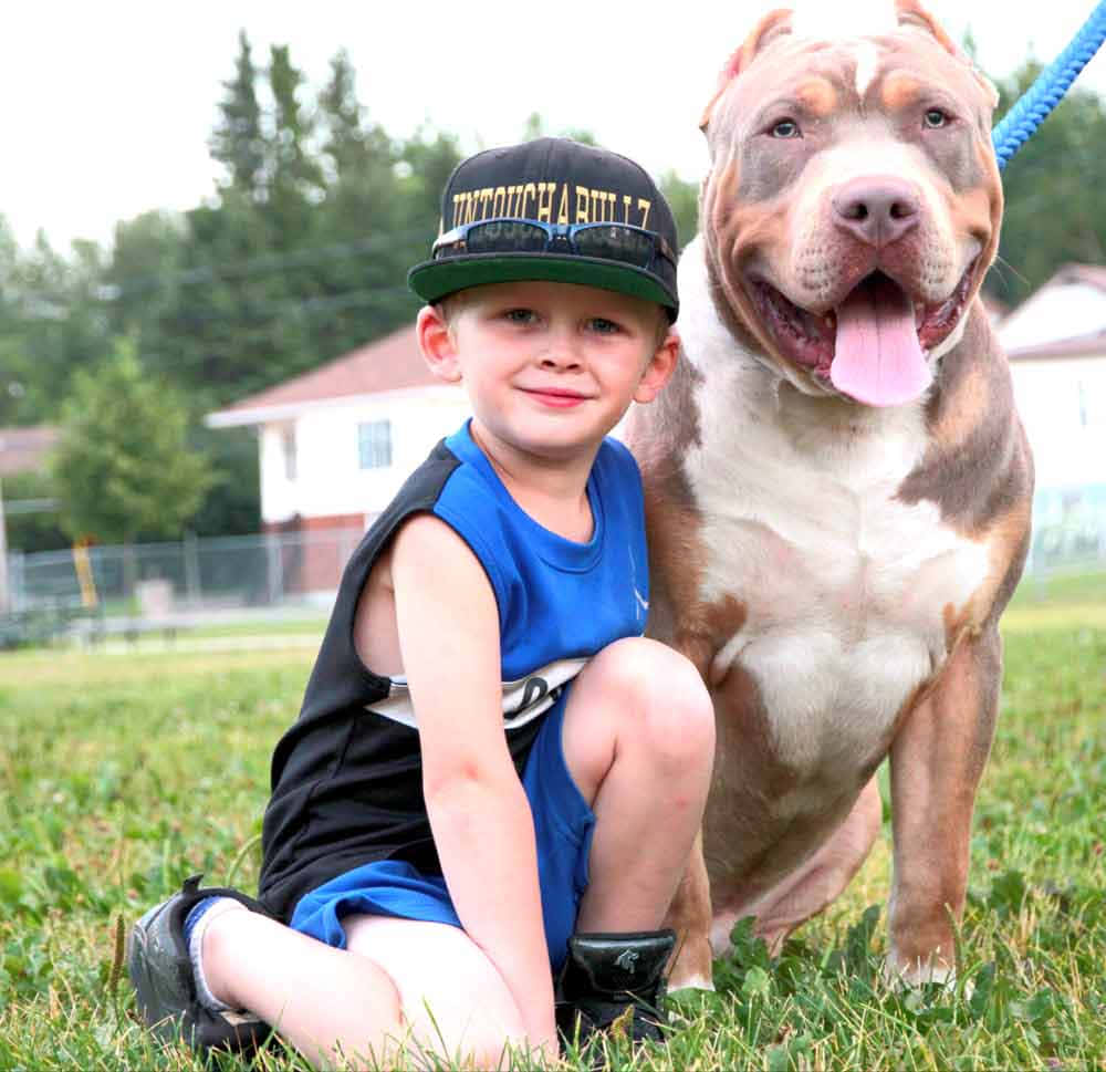 Bully Dog 桌布 壁紙 — 一個微笑的男孩穿著藍色背心坐在草地上，旁邊是一隻開心的比特犬伸出舌頭。