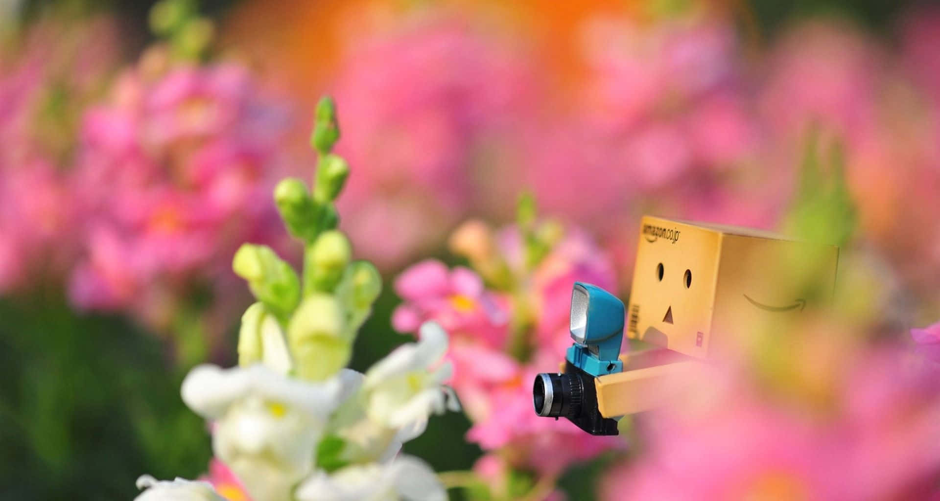 Cute HD 桌布 壁紙 — 一個微笑的紙箱角色拿著相機，在柔焦花園場景中捕捉鮮豔的粉紅色和白色花朵。