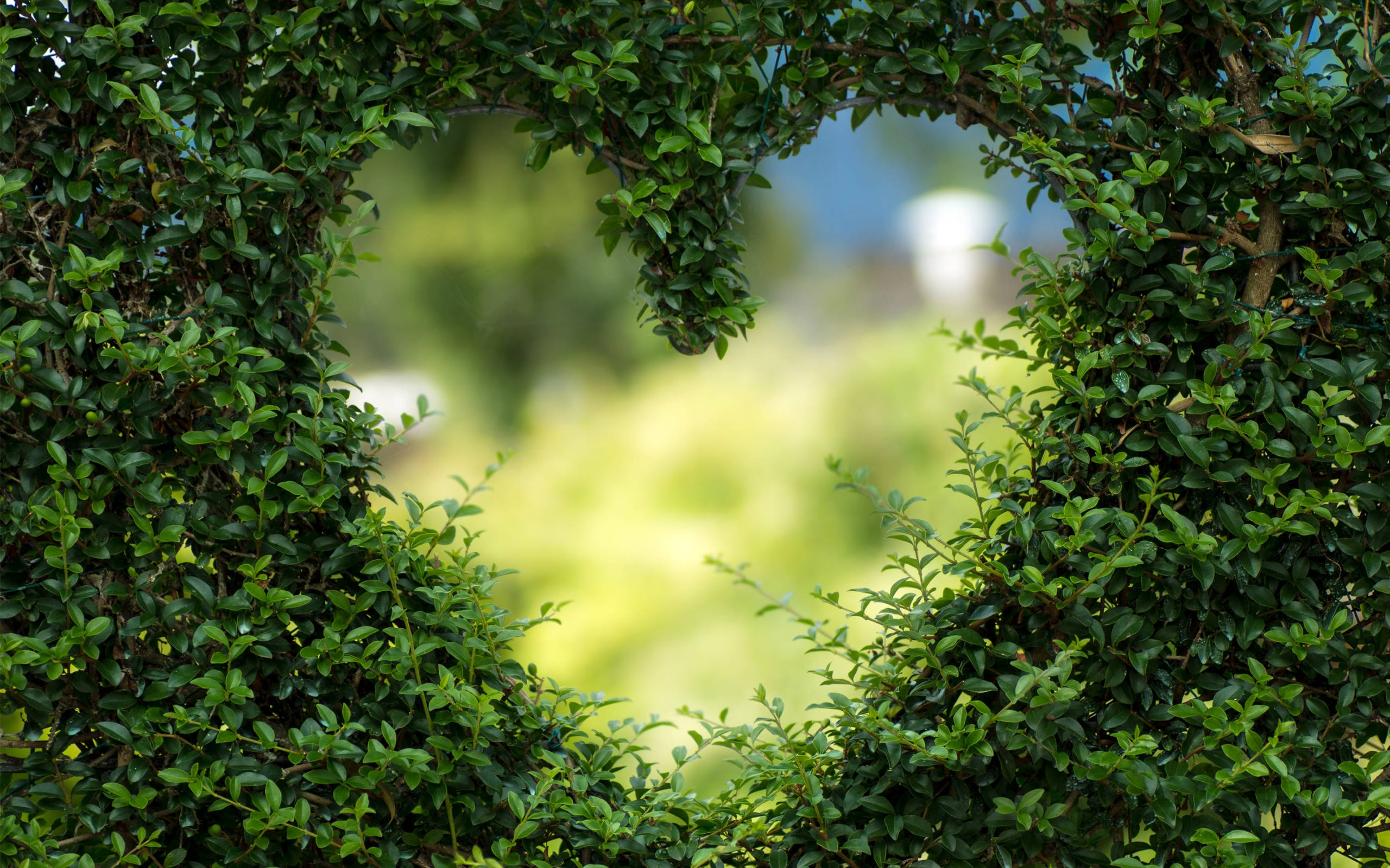Green Heart 桌布 壁紙 — 一個心形樹籬框架捕捉了柔和模糊的花園景色，斑駁的陽光透過綠葉灑落。
