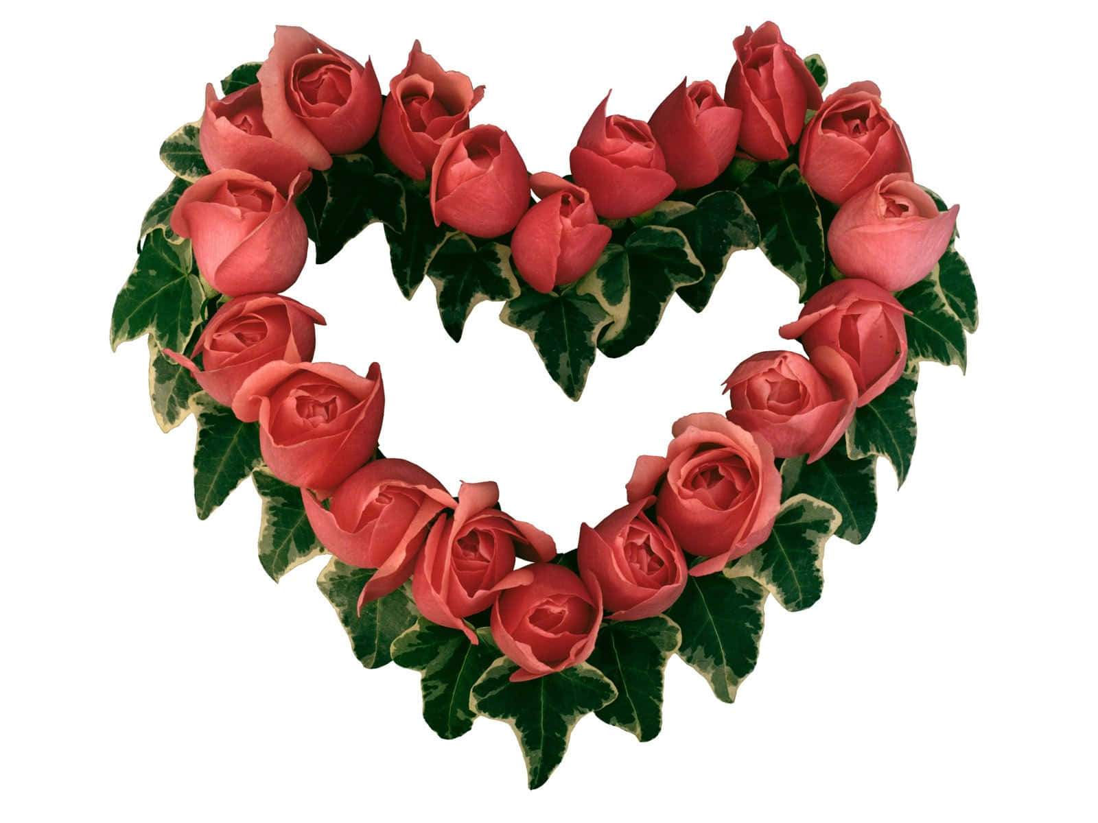 Rose Heart 桌布 壁紙 — 一個心形花環，由粉紅玫瑰和雜色綠色常春藤葉製成，背景為白色。