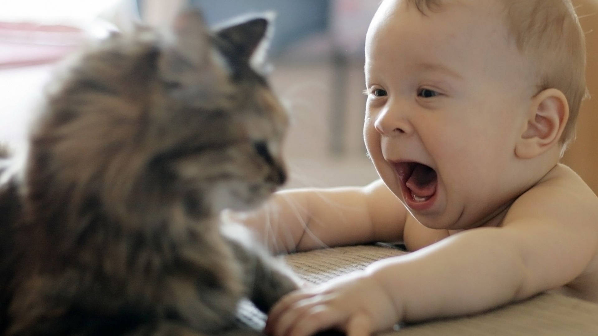 Funny Baby 桌布 壁紙 — 一個快樂的嬰兒在陽光充足的室內環境中，一邊伸手觸摸毛茸茸的虎斑貓，一邊開懷大笑。