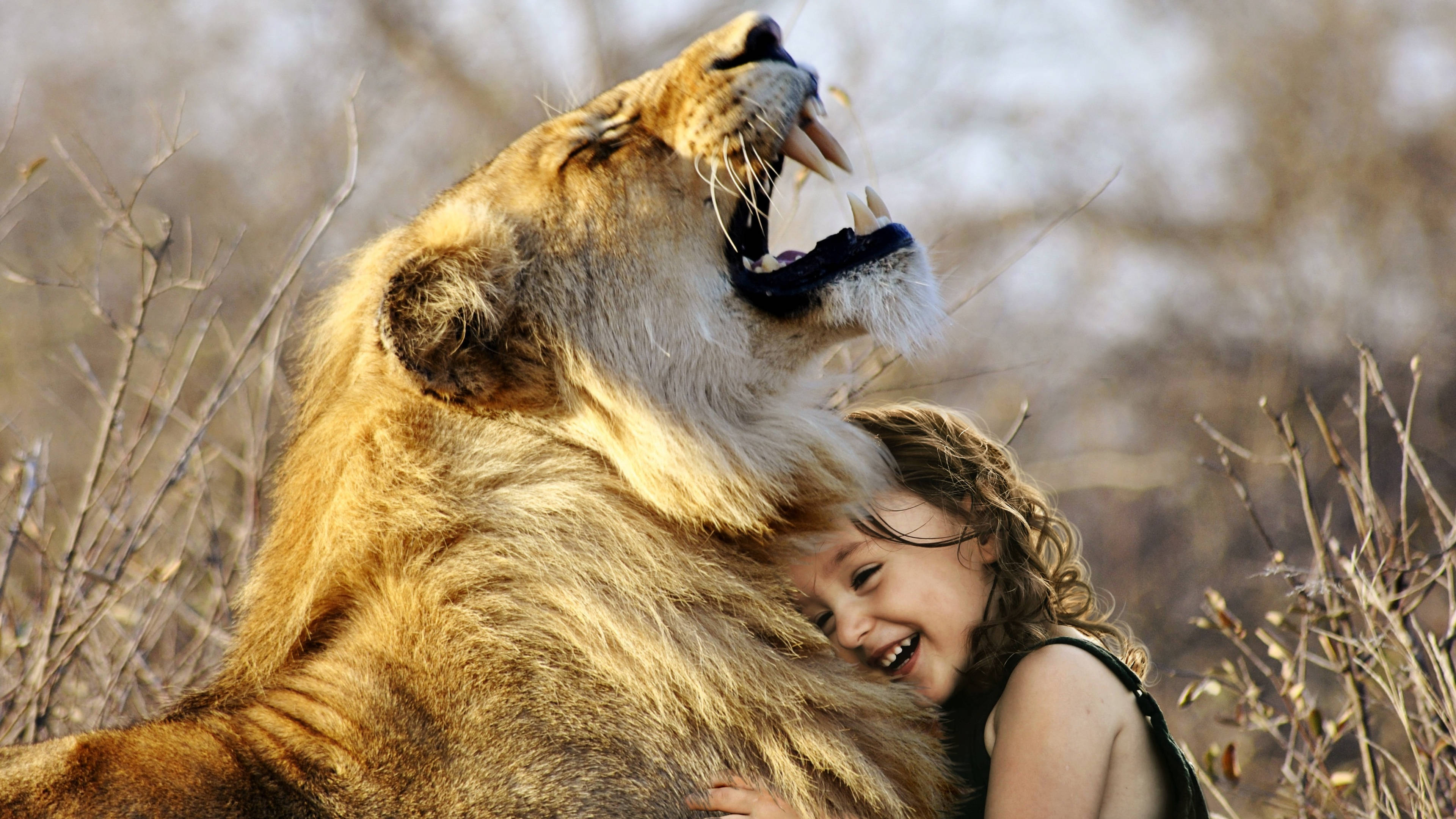 lion roar 桌布 壁紙 — 一個快樂的孩子在乾燥的灌木叢中笑著擁抱一隻咆哮的獅子。