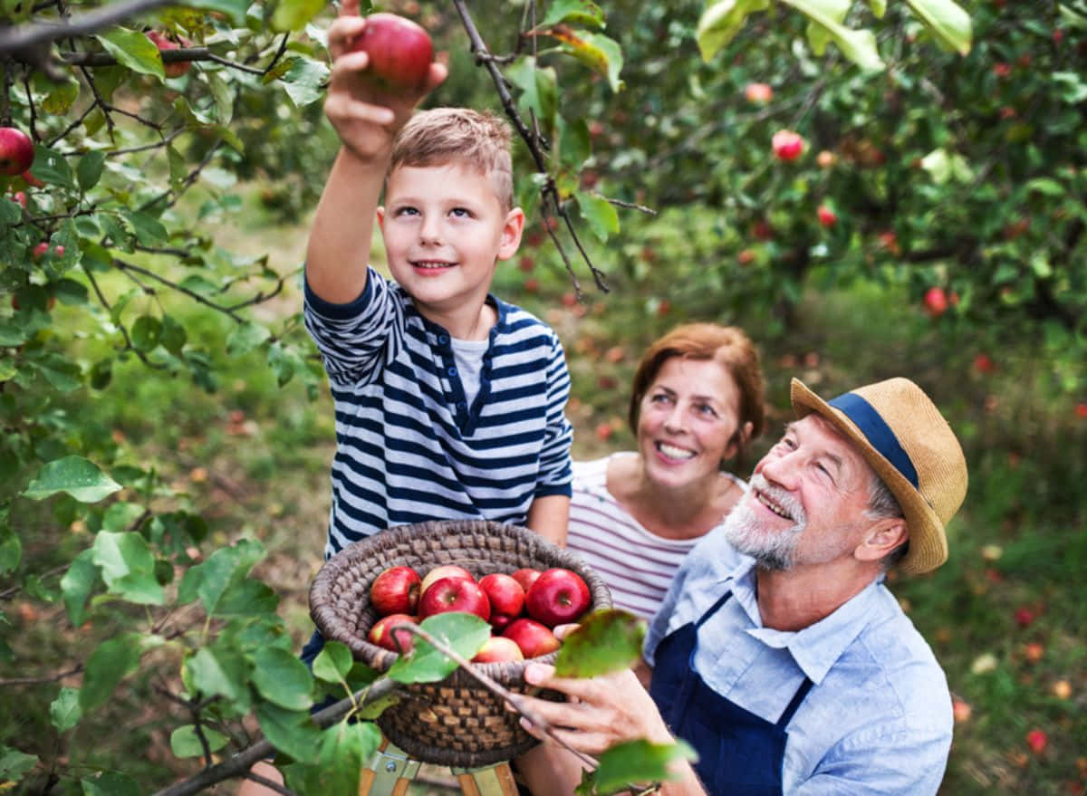 Fall Apples 桌布 壁紙 — 一個快樂的家庭在陽光明媚的果園裏，從樹上採摘成熟的紅蘋果，周圍有綠葉和一個編織籃子。