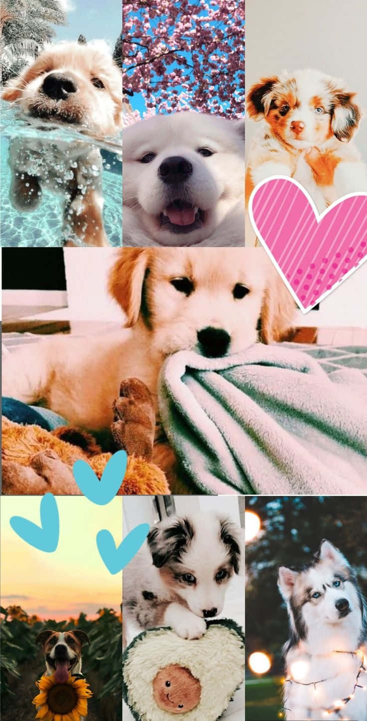 Cute Aesthetic Dog 桌布 壁紙 — 一個快樂的拼貼畫，展示可愛的小狗在各種場景中，包括水、櫻花、毯子和向日葵。