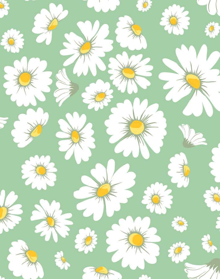 Daisies 桌布 壁紙 — 一個愉快的圖案，白色雛菊帶有黃色花心，散落在柔和的薄荷綠背景上。