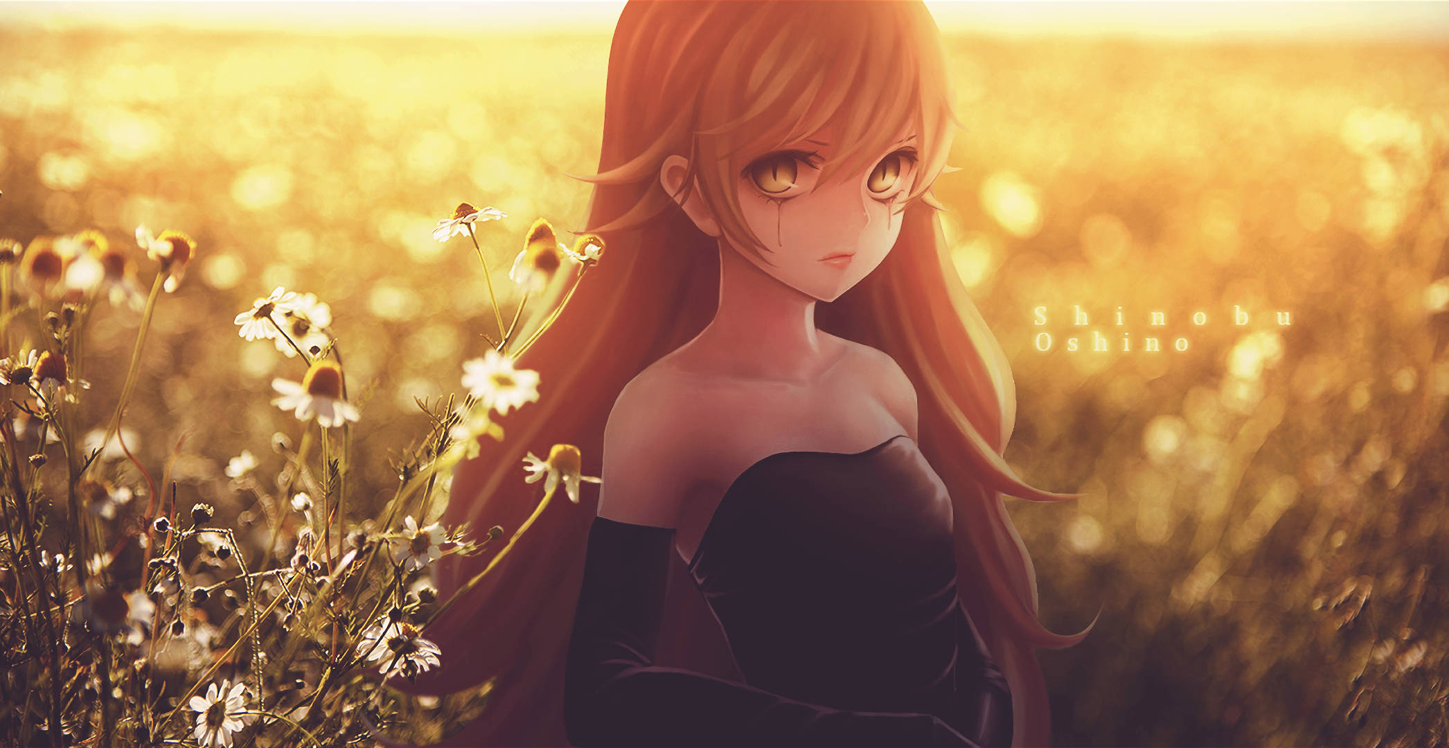 Monogatari 桌布 壁紙 — 一個憂鬱的動漫女孩，琥珀色的眼睛和長髮，站在陽光明媚的雛菊田裡，正值黃金時刻。