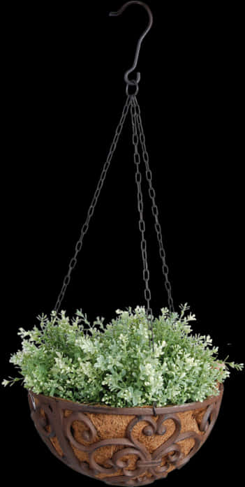 Hanging Plant 桌布 壁紙 — 一個懸掛式裝飾花盆，帶有複雜的渦卷花紋和茂密的綠色葉子，用鏈條懸掛在黑色背景上。