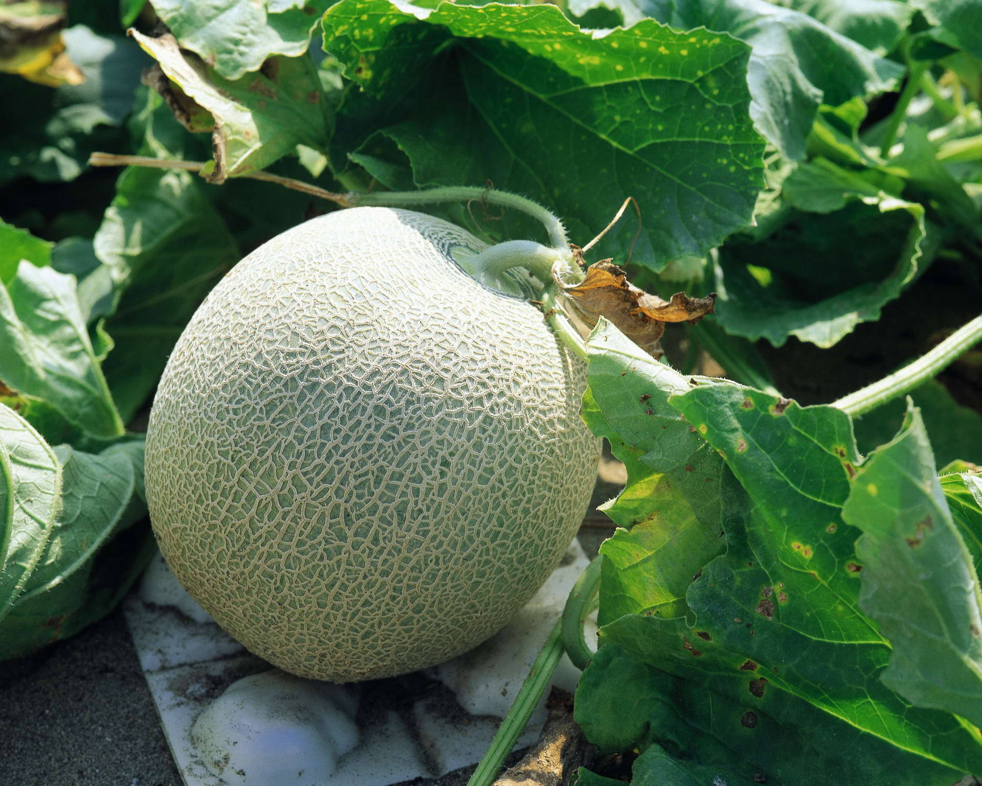 Fruits 桌布 壁紙 — 一個成熟的哈密瓜放在石板上，周圍是茂盛的綠色藤蔓和葉子，在明亮的陽光下。