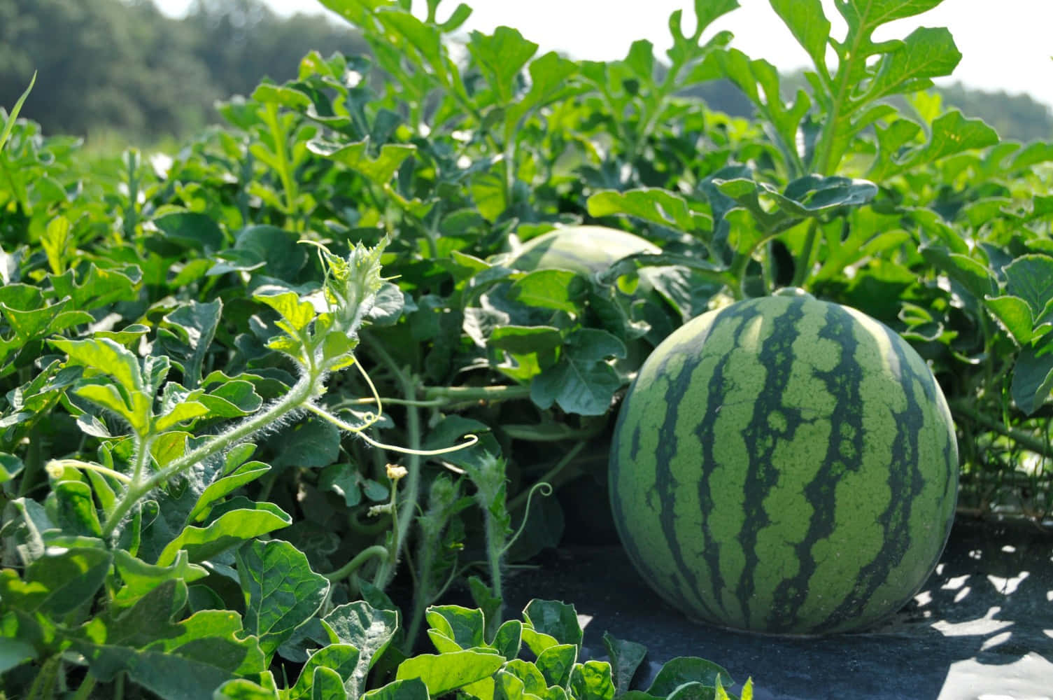 Watermelon 桌布 壁紙 — 一個成熟的條紋西瓜在陽光明媚的花園中，躺在茂密的綠色藤蔓之間。