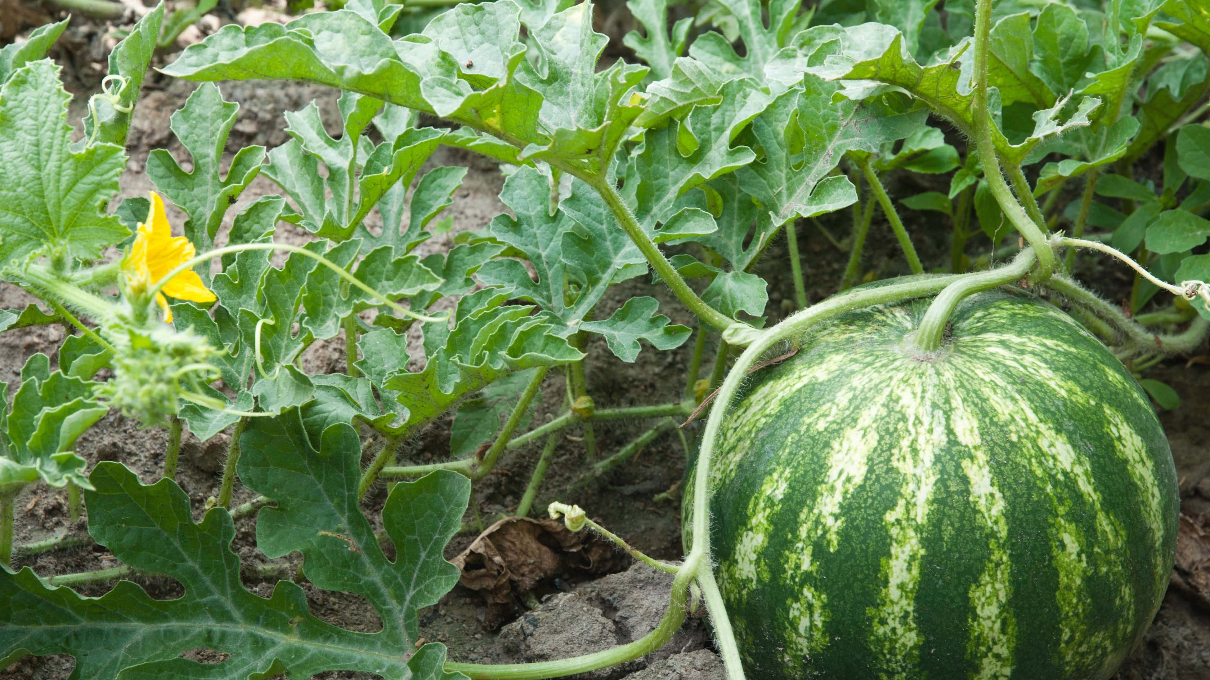 Watermelon 桌布 壁紙 — 一個成熟的條紋西瓜在陽光明媚的花園苗床中，生長在茂密的綠葉和鮮黃色的花朵之間。