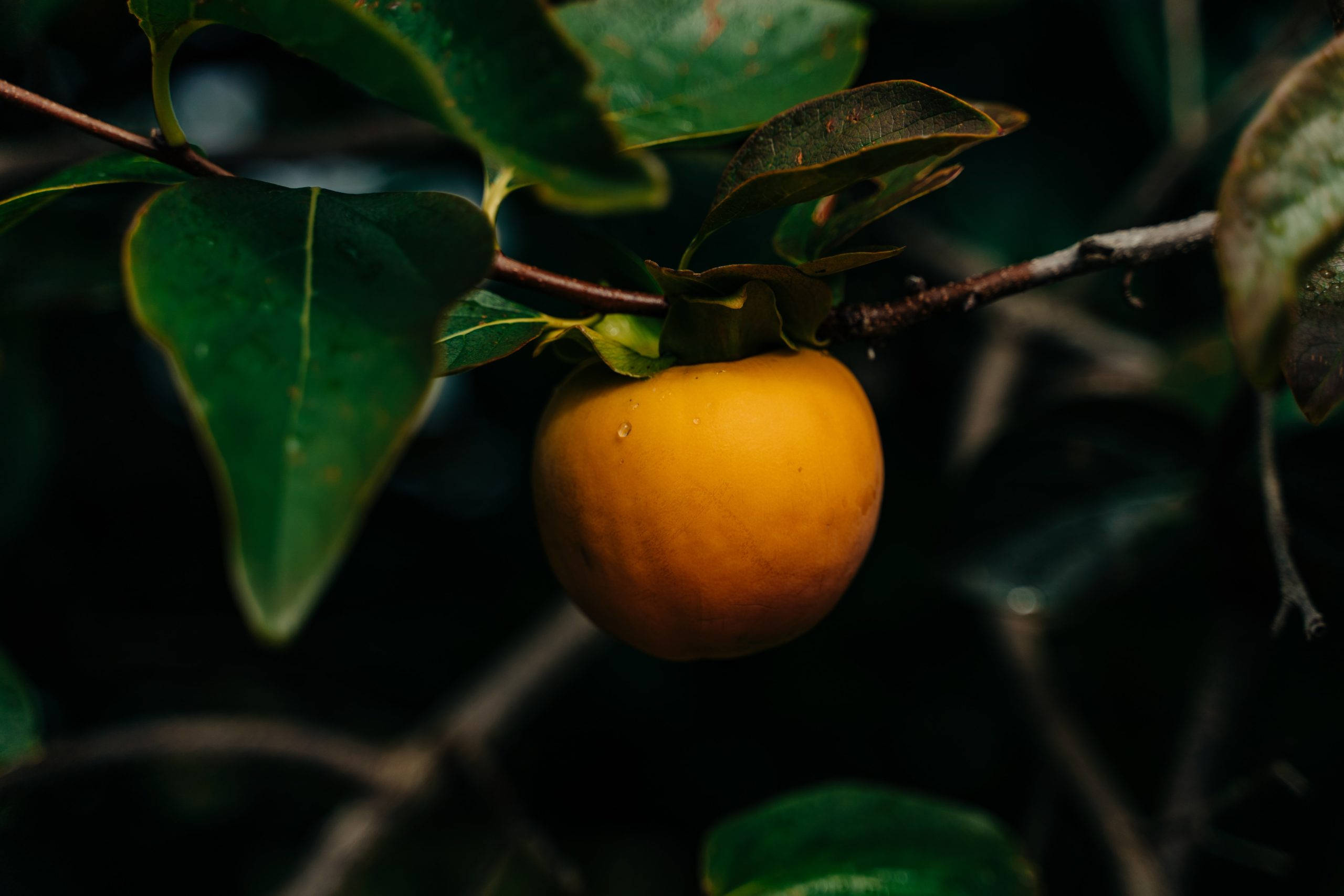 Fruit 桌布 壁紙 — 一個成熟的橙色柿子掛在樹枝上，周圍是茂密的綠葉，在柔和自然光下。