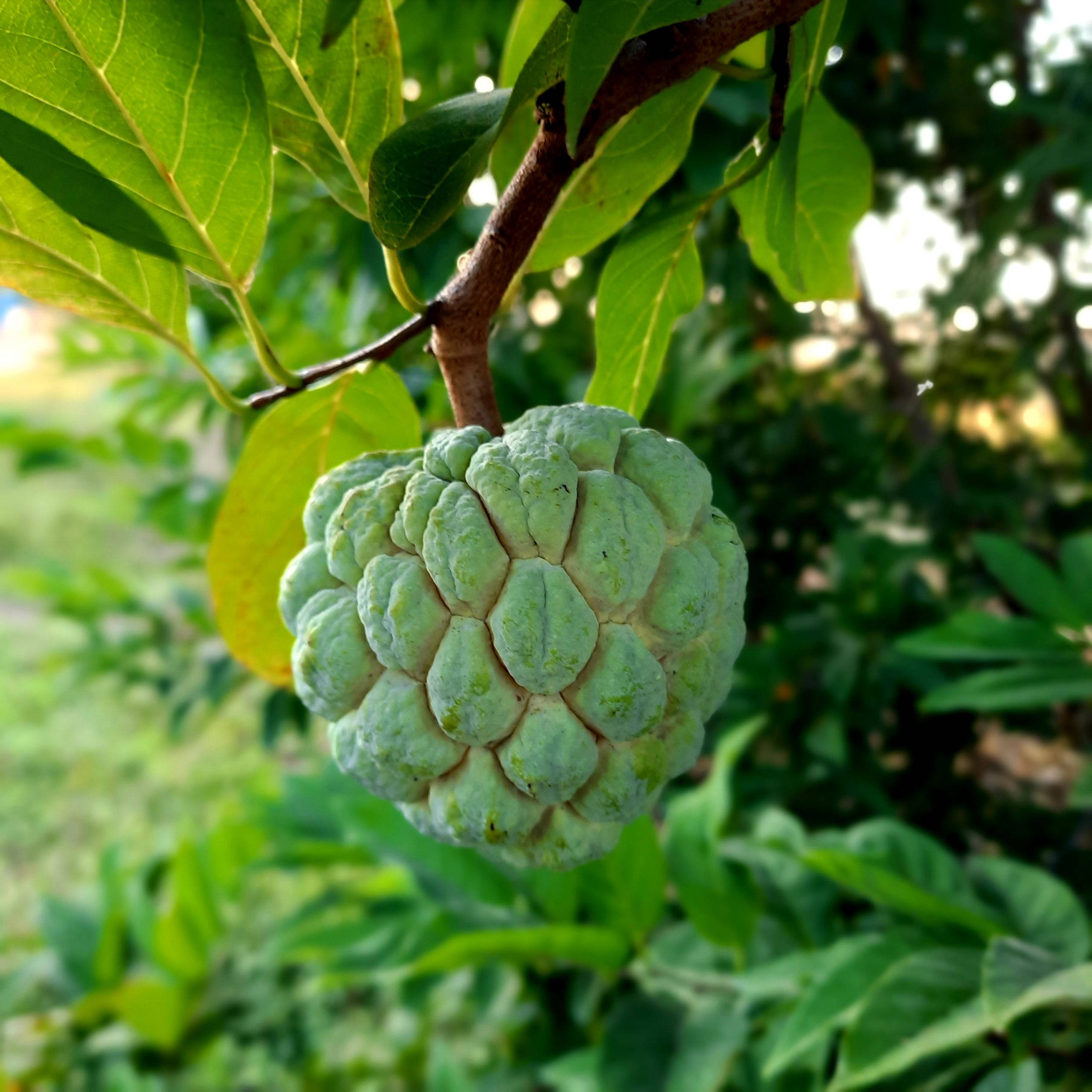 Fruit 桌布 壁紙 — 一個成熟的牛心果掛在樹枝上，周圍是茂密的綠葉，沐浴在柔和陽光下。