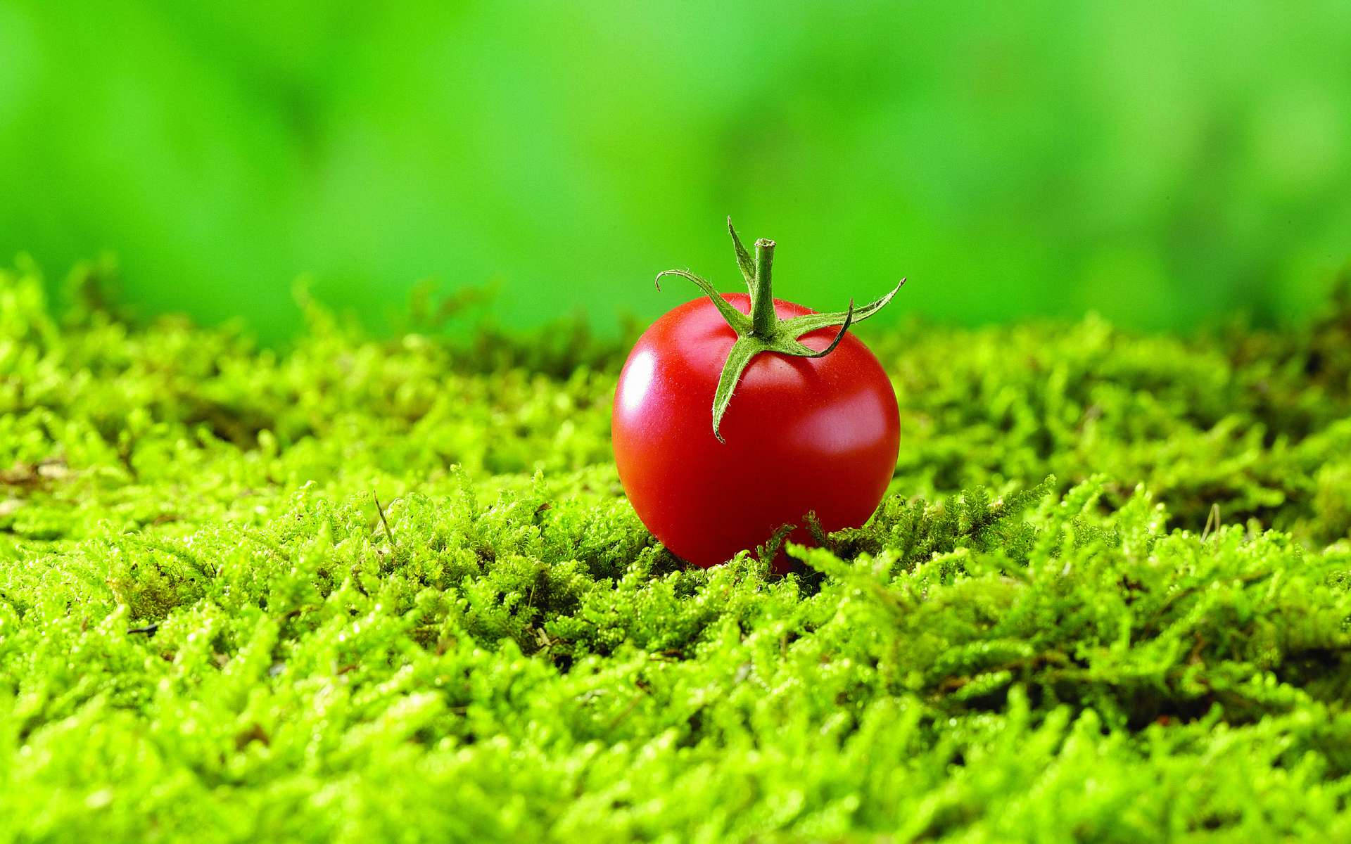 Fruit 桌布 壁紙 — 一個成熟的紅色番茄放在充滿活力的綠色苔蘚上，背景柔和模糊。