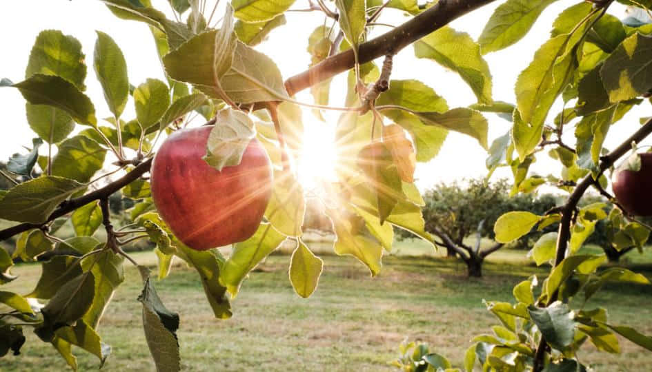 Fall Apples 桌布 壁紙 — 一個成熟的紅蘋果掛在樹枝上，陽光穿過果園的綠葉照射出來。