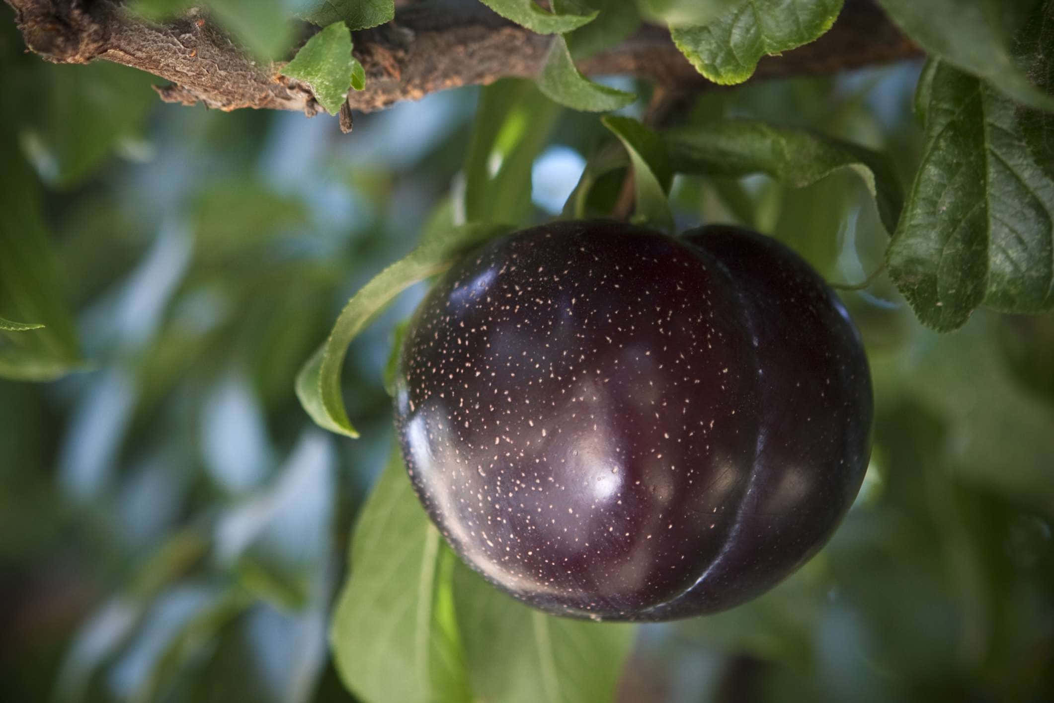 Purple Plums 桌布 壁紙 — 一個成熟的紫色李子帶有白色斑點，掛在樹枝上，周圍是茂密的綠葉。