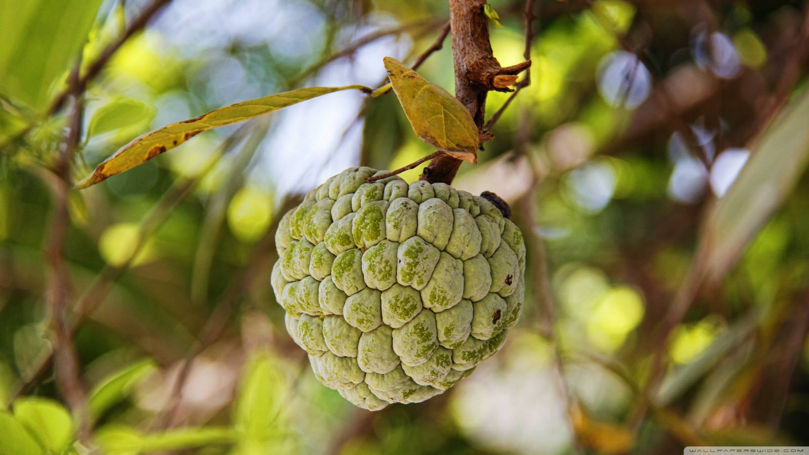 Fruit 桌布 壁紙 — 一個成熟的綠色奶油蘋果掛在樹枝上，周圍環繞著茂密的樹葉和斑駁的陽光。